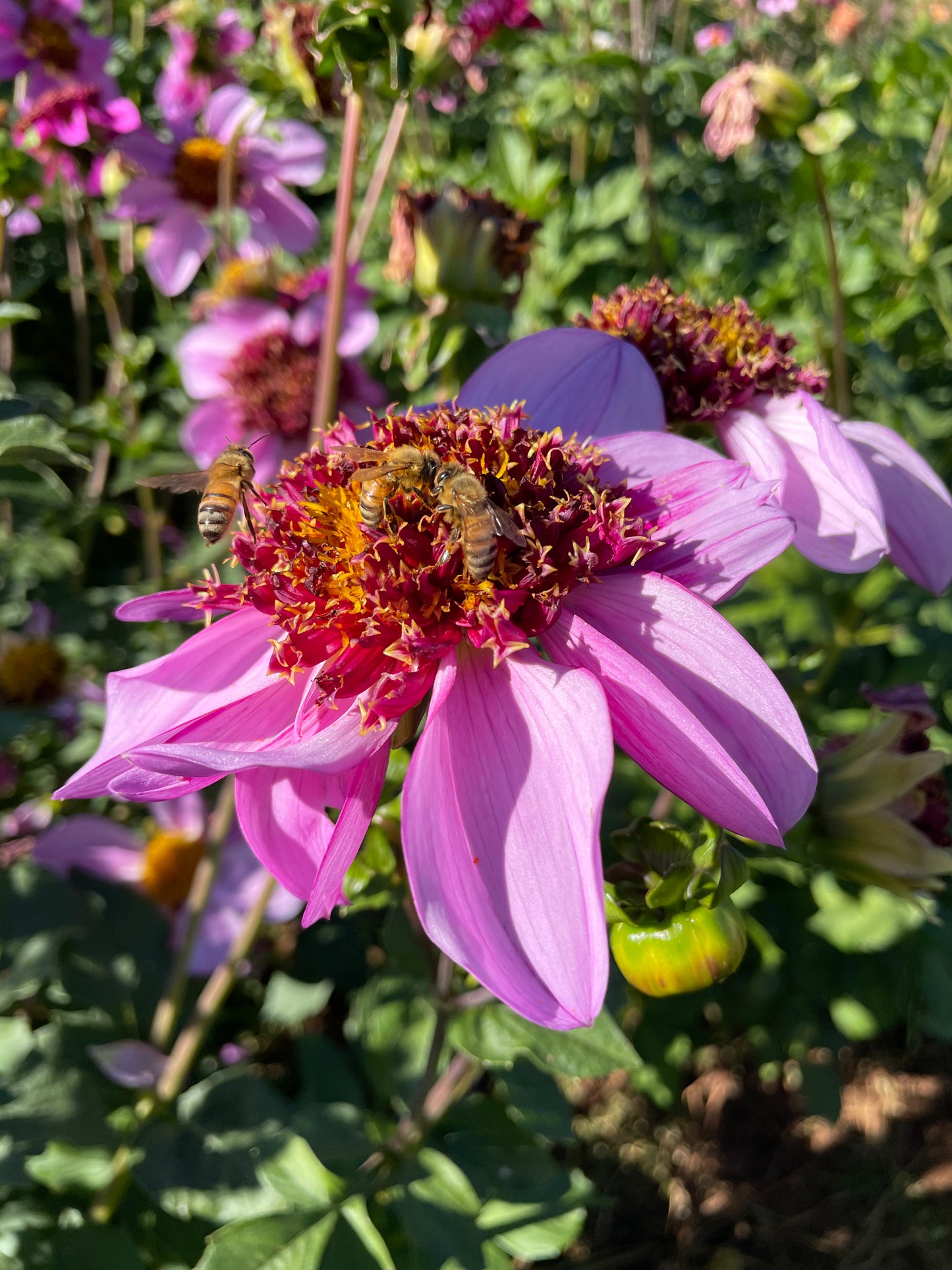 Dad's Favorite Dahlia Tuber