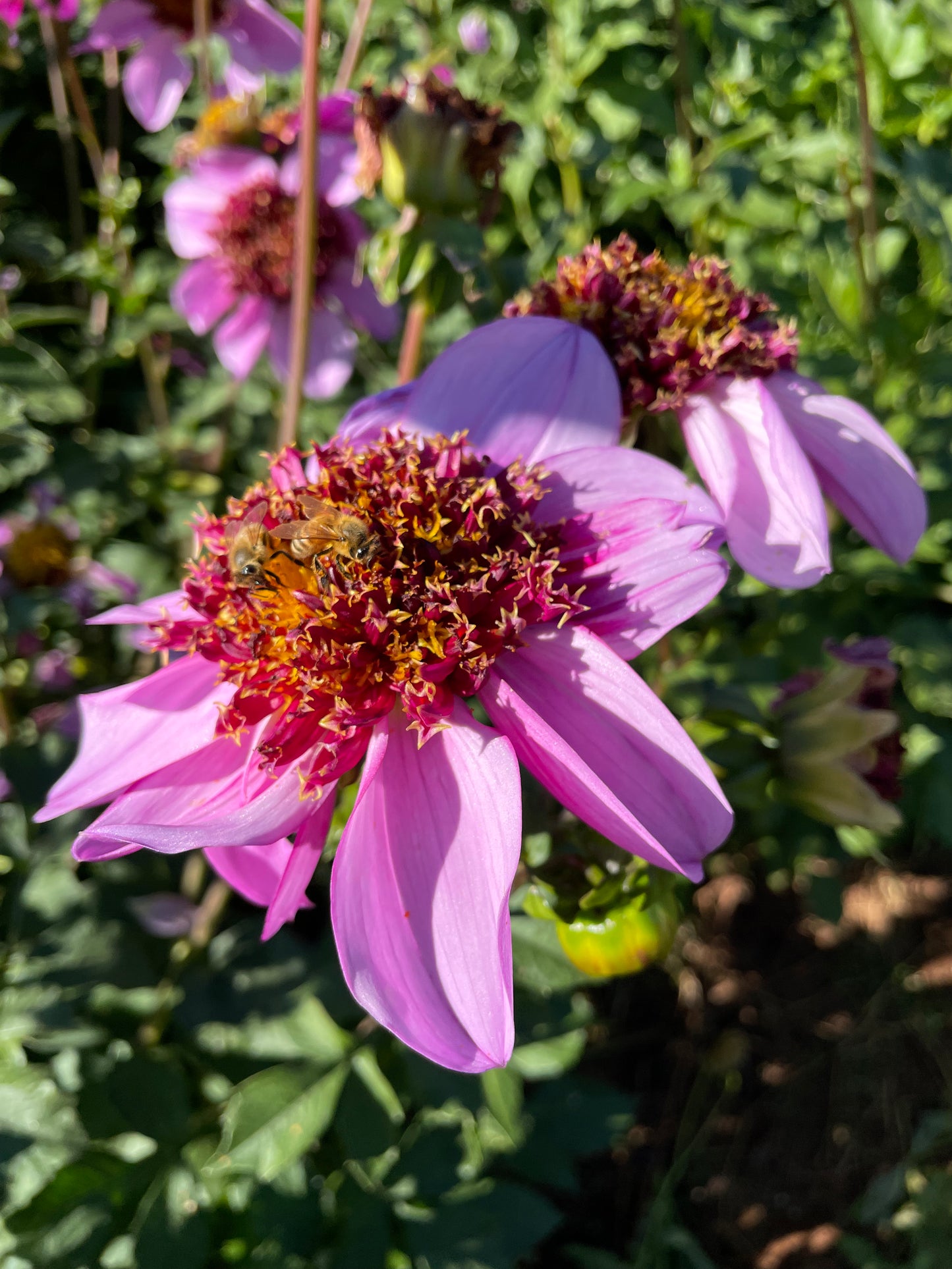 Dad's Favorite Dahlia Tuber