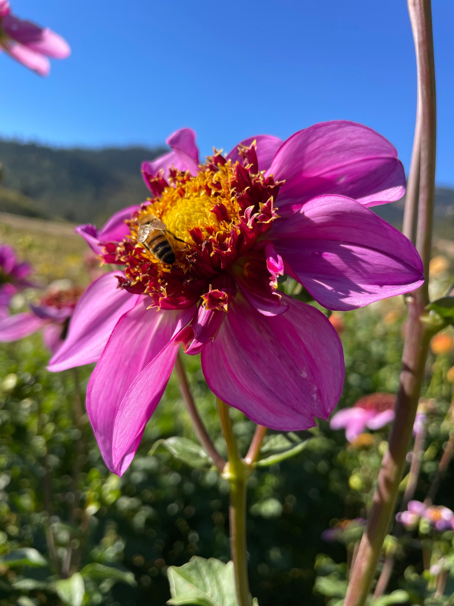 Dad's Favorite Dahlia Tuber