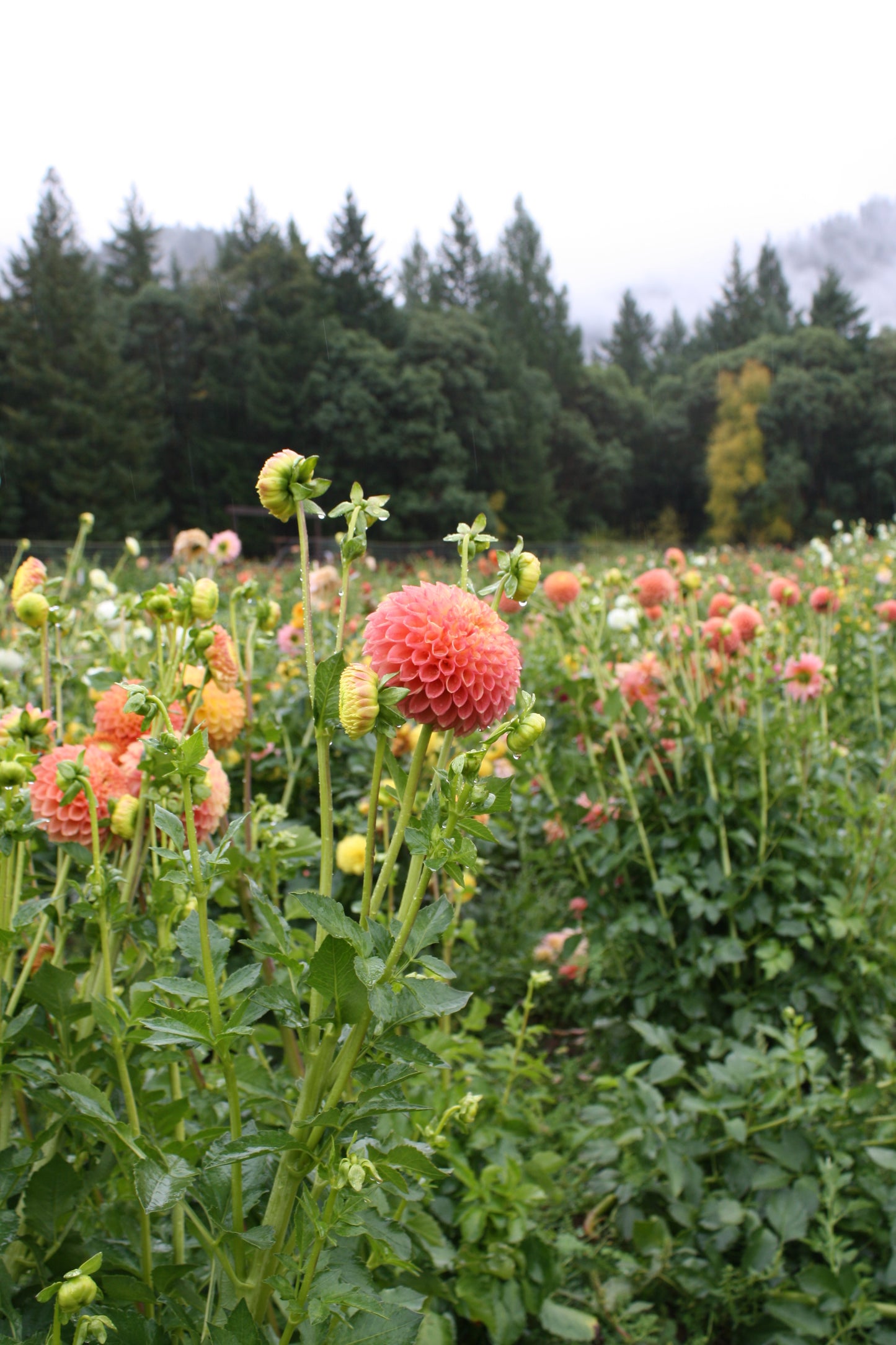Sunspot Dahlia Tuber