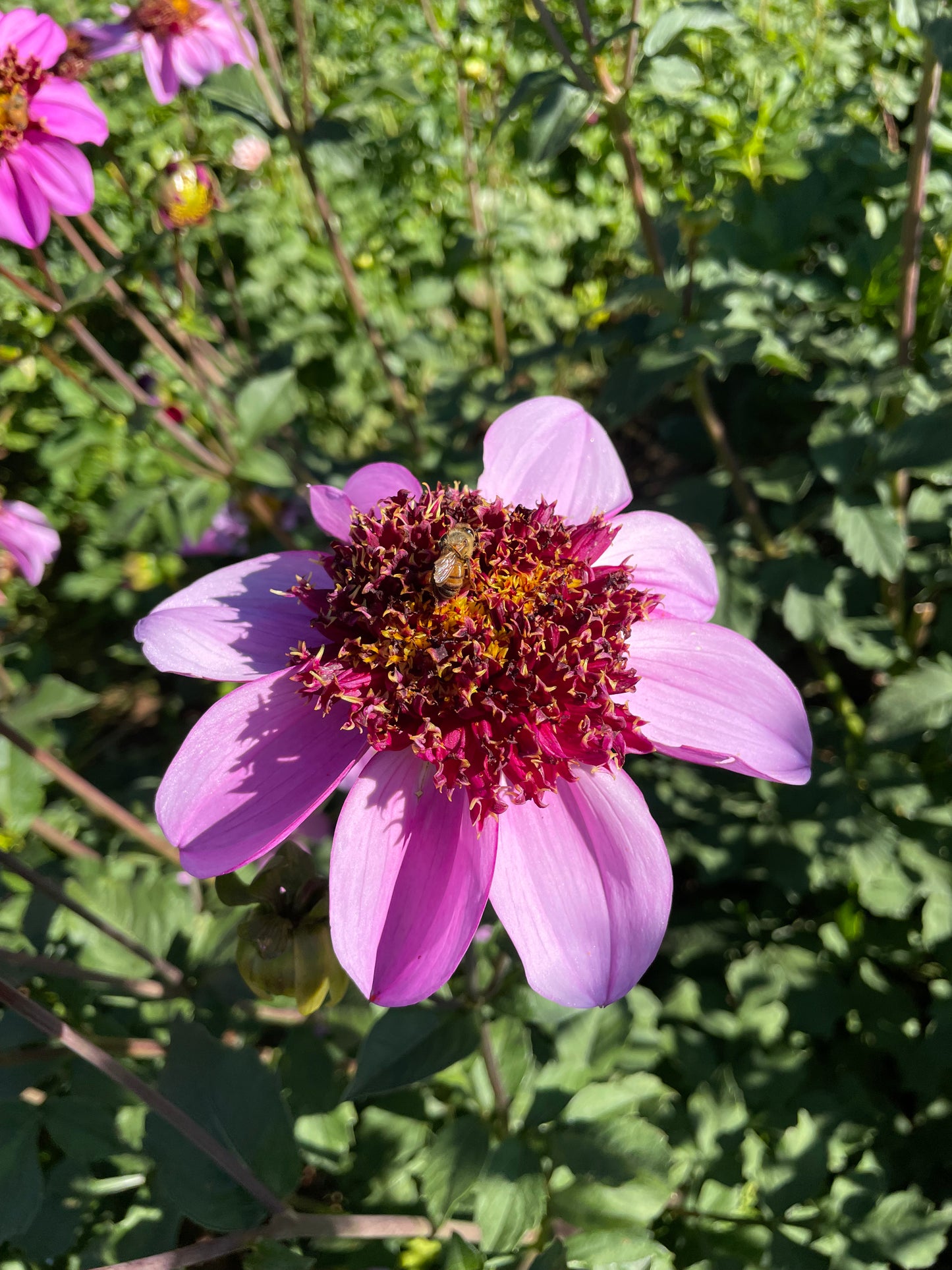 Dad's Favorite Dahlia Tuber