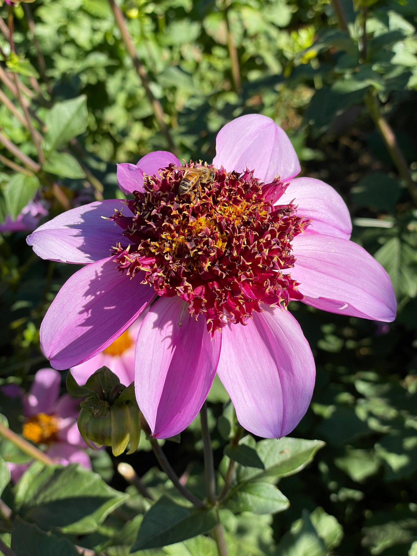 Dad's Favorite Dahlia Tuber
