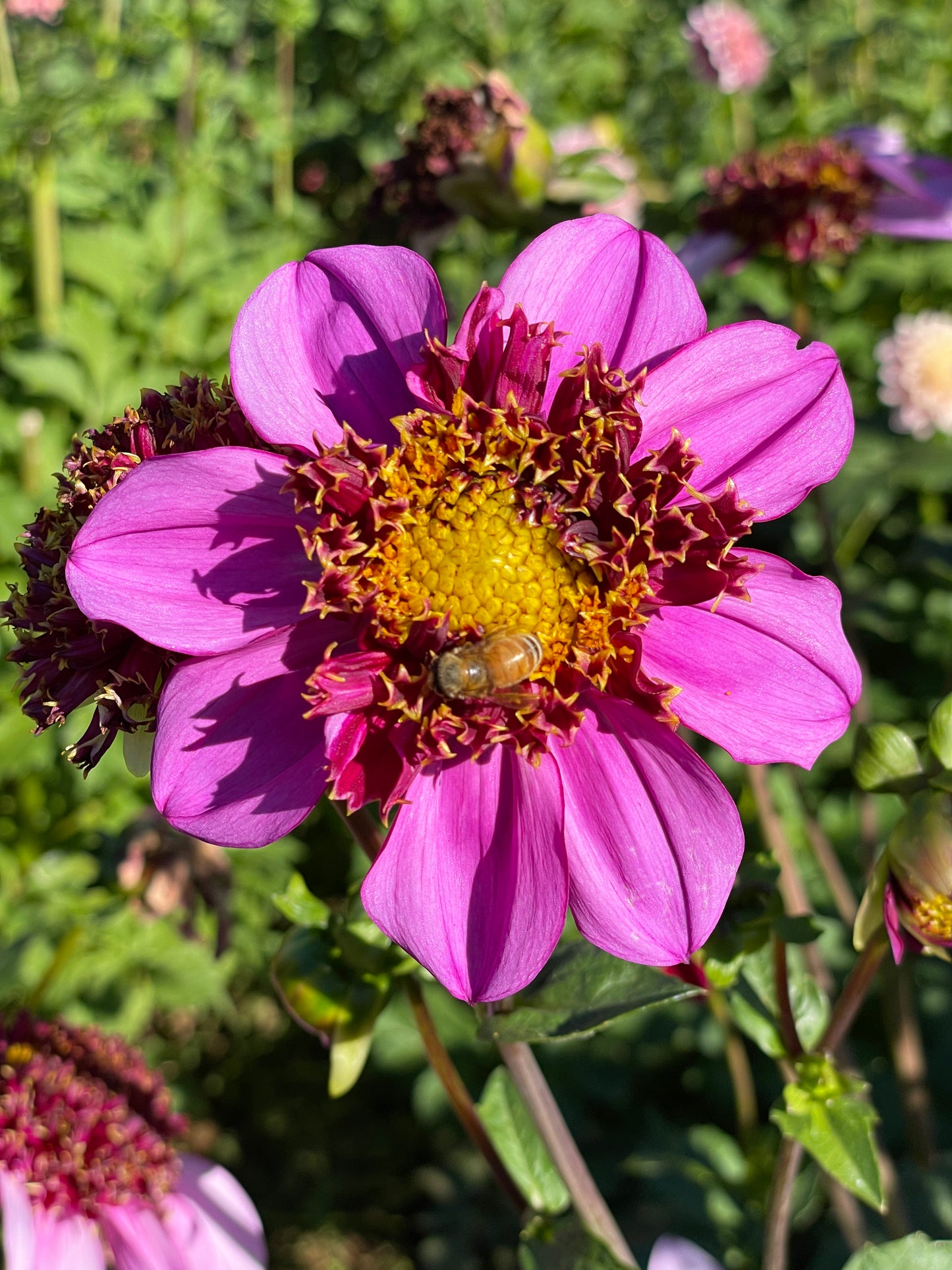 Dad's Favorite Dahlia Tuber