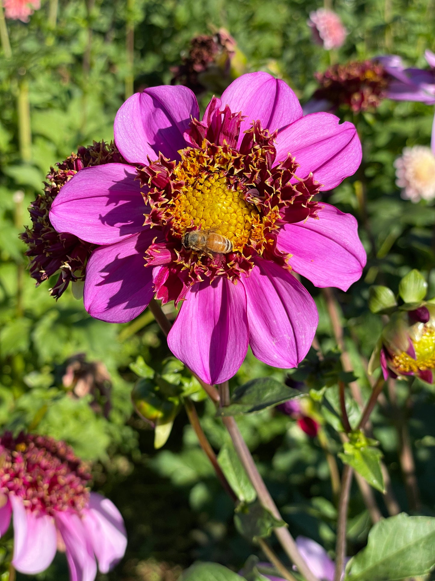 Dad's Favorite Dahlia Tuber