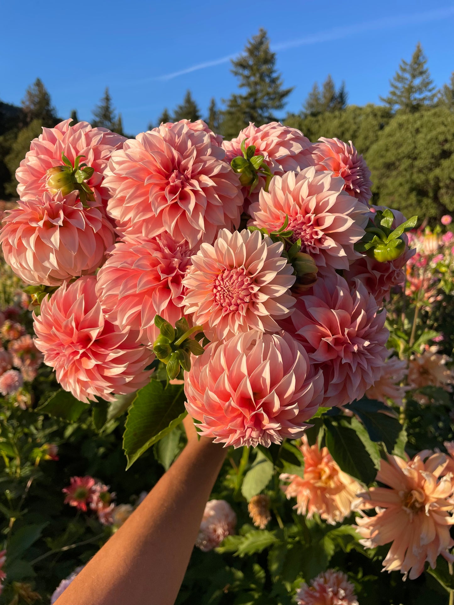 Peaches 'N Cream Dahlia Tuber