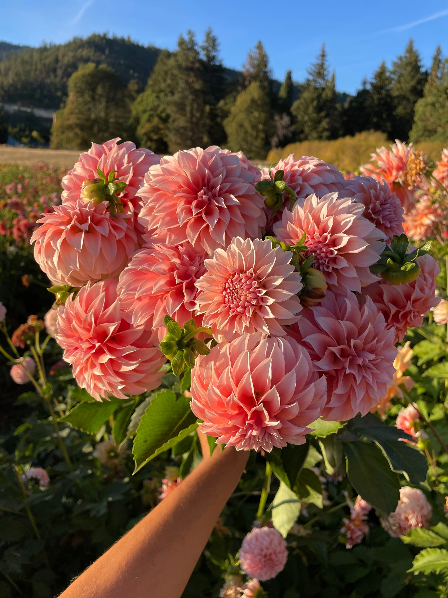 Peaches 'N Cream Dahlia Tuber