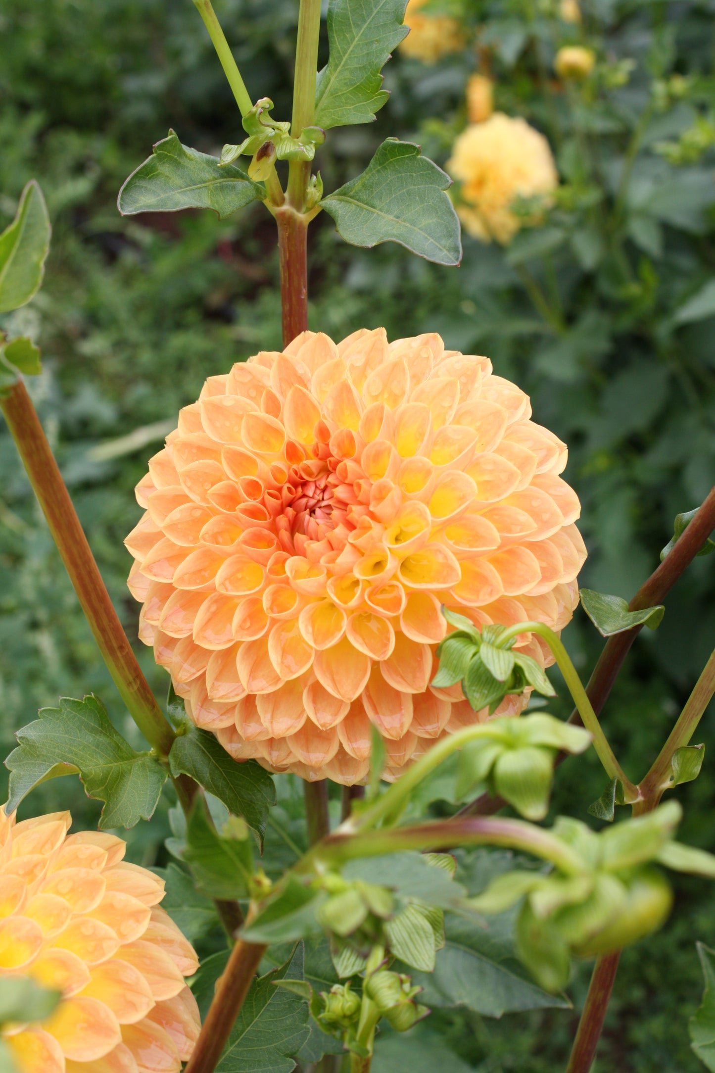 Blyton Softer Gleam Dahlia Tuber