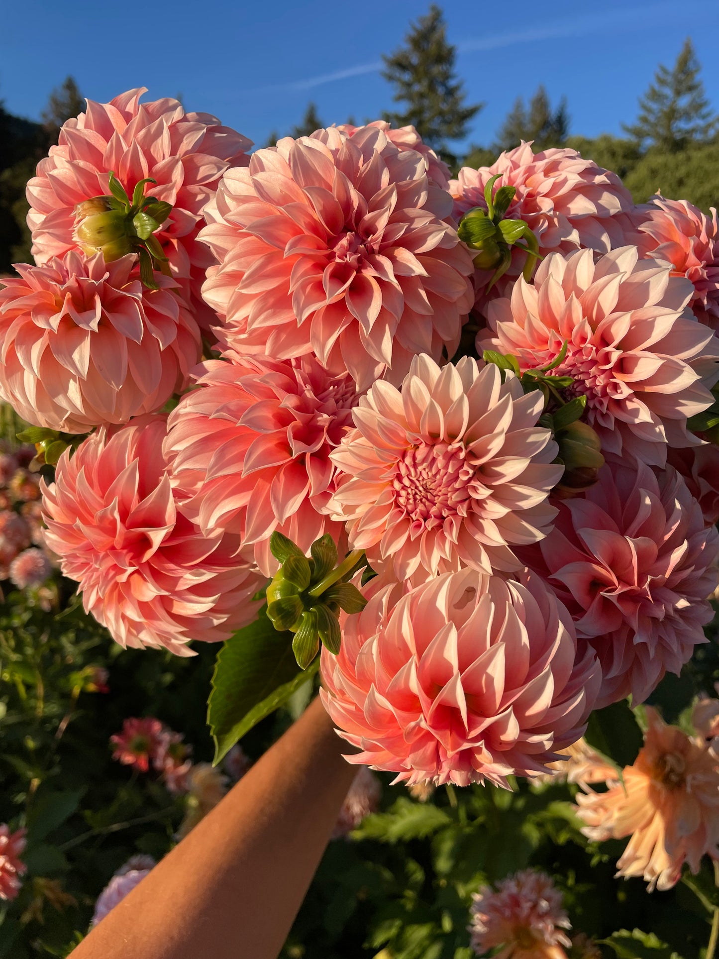 Peaches 'N Cream Dahlia Tuber