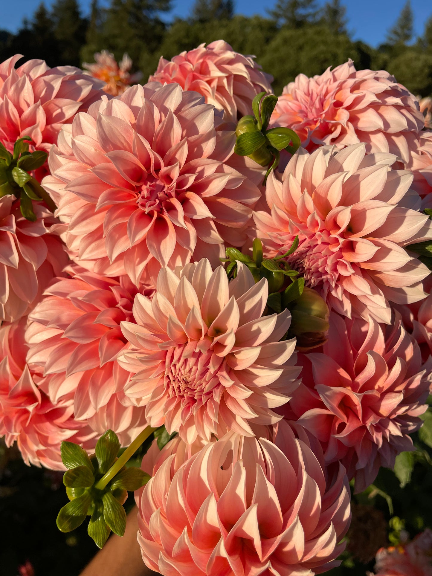Peaches 'N Cream Dahlia Tuber