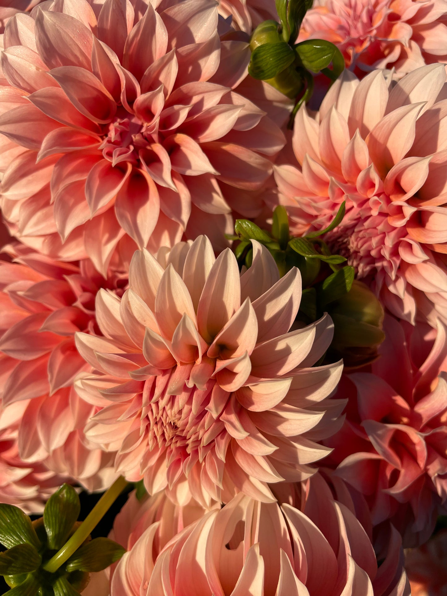 Peaches 'N Cream Dahlia Tuber