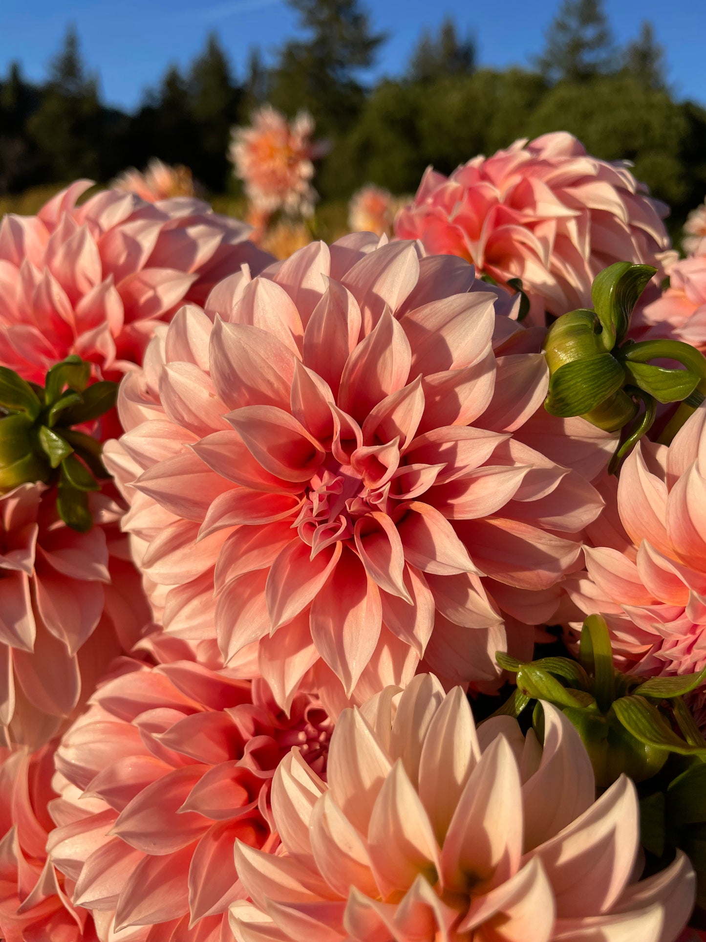 Peaches 'N Cream Dahlia Tuber