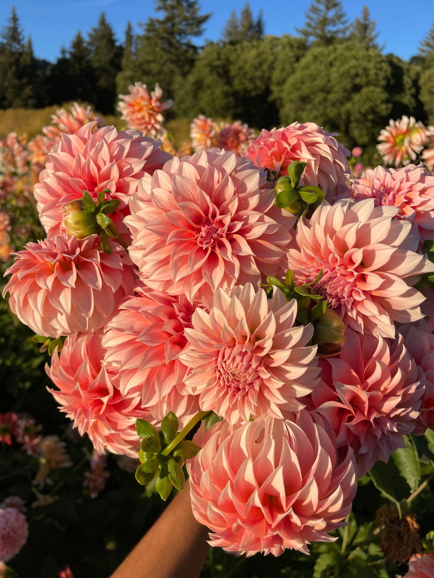 Peaches 'N Cream Dahlia Tuber