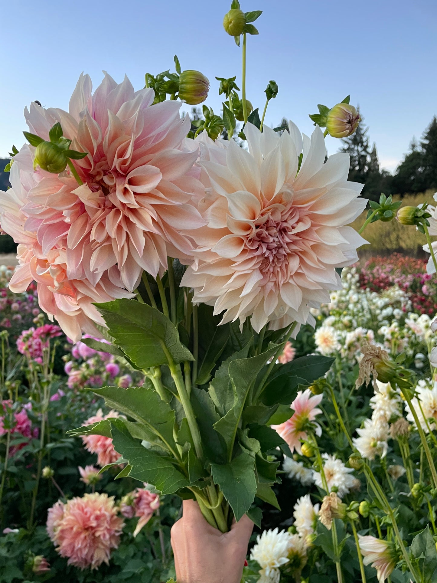 Cafe au Lait Dahlia Tuber