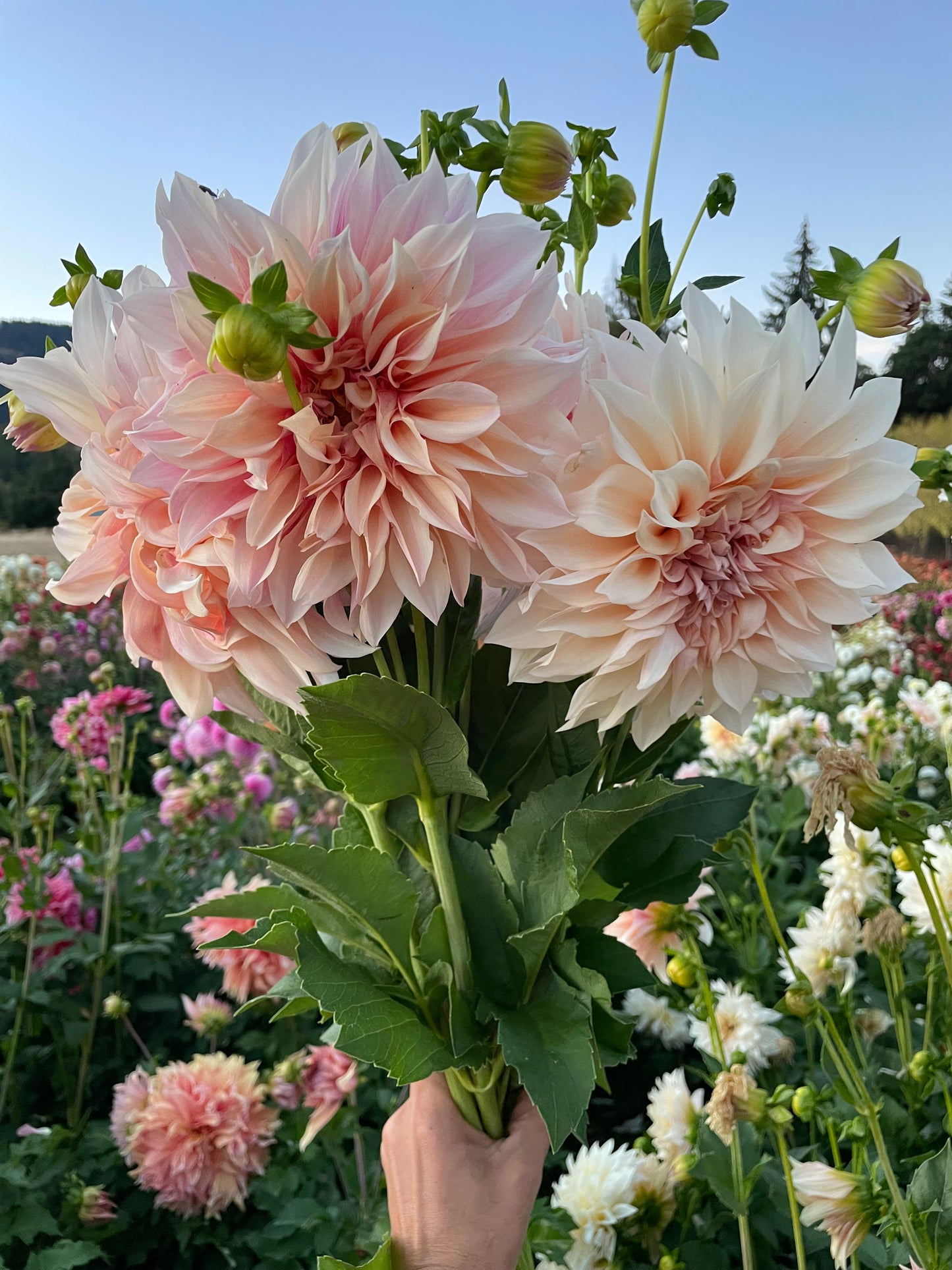 Cafe au Lait Dahlia Tuber