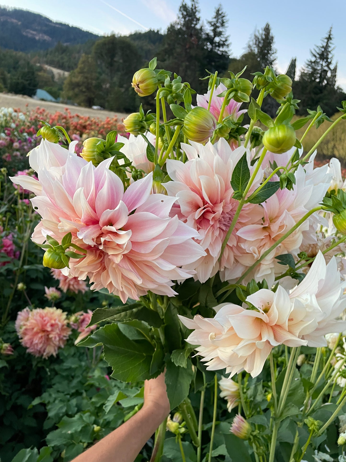 Cafe au Lait Dahlia Tuber