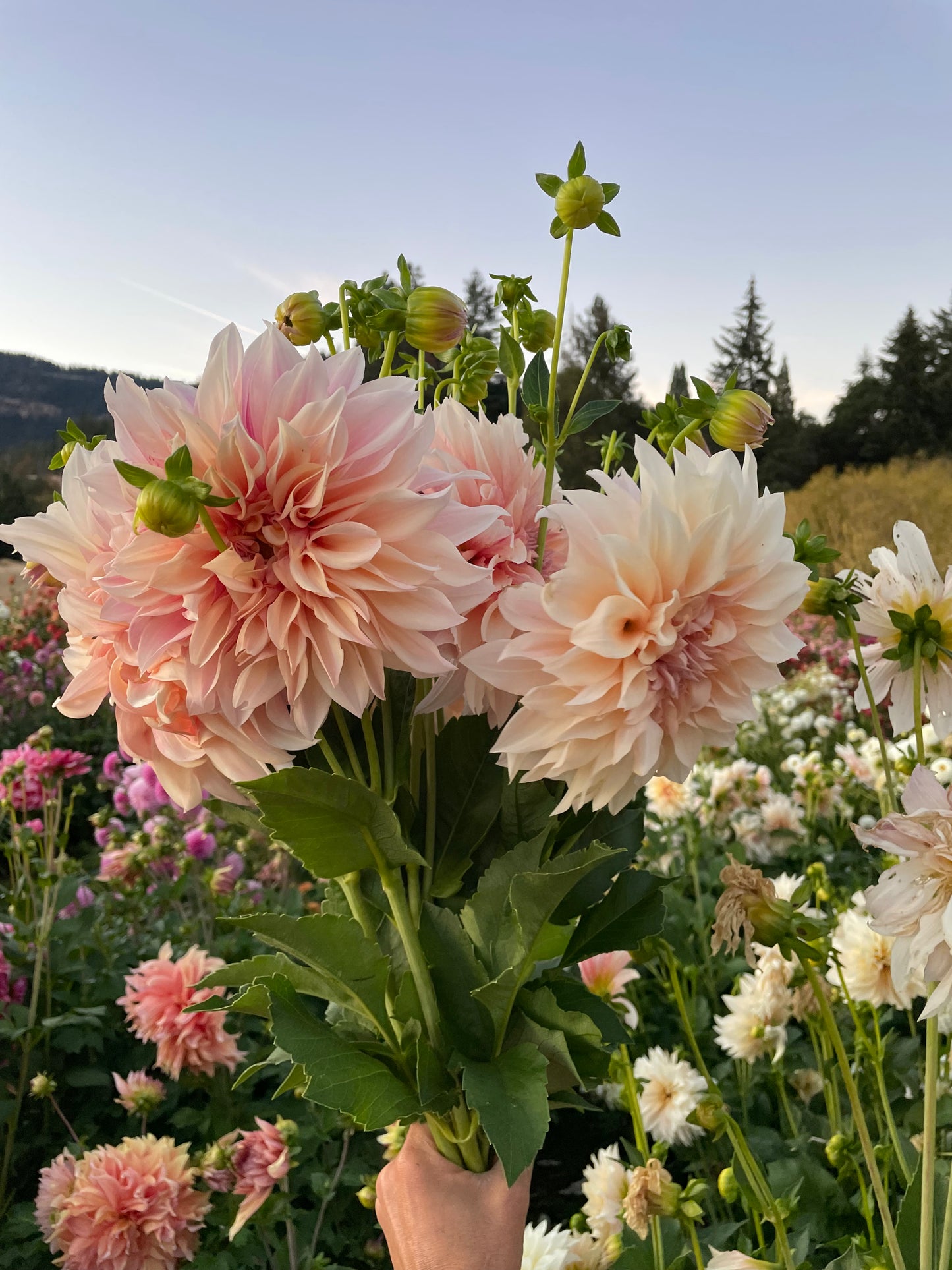 Cafe au Lait Dahlia Tuber