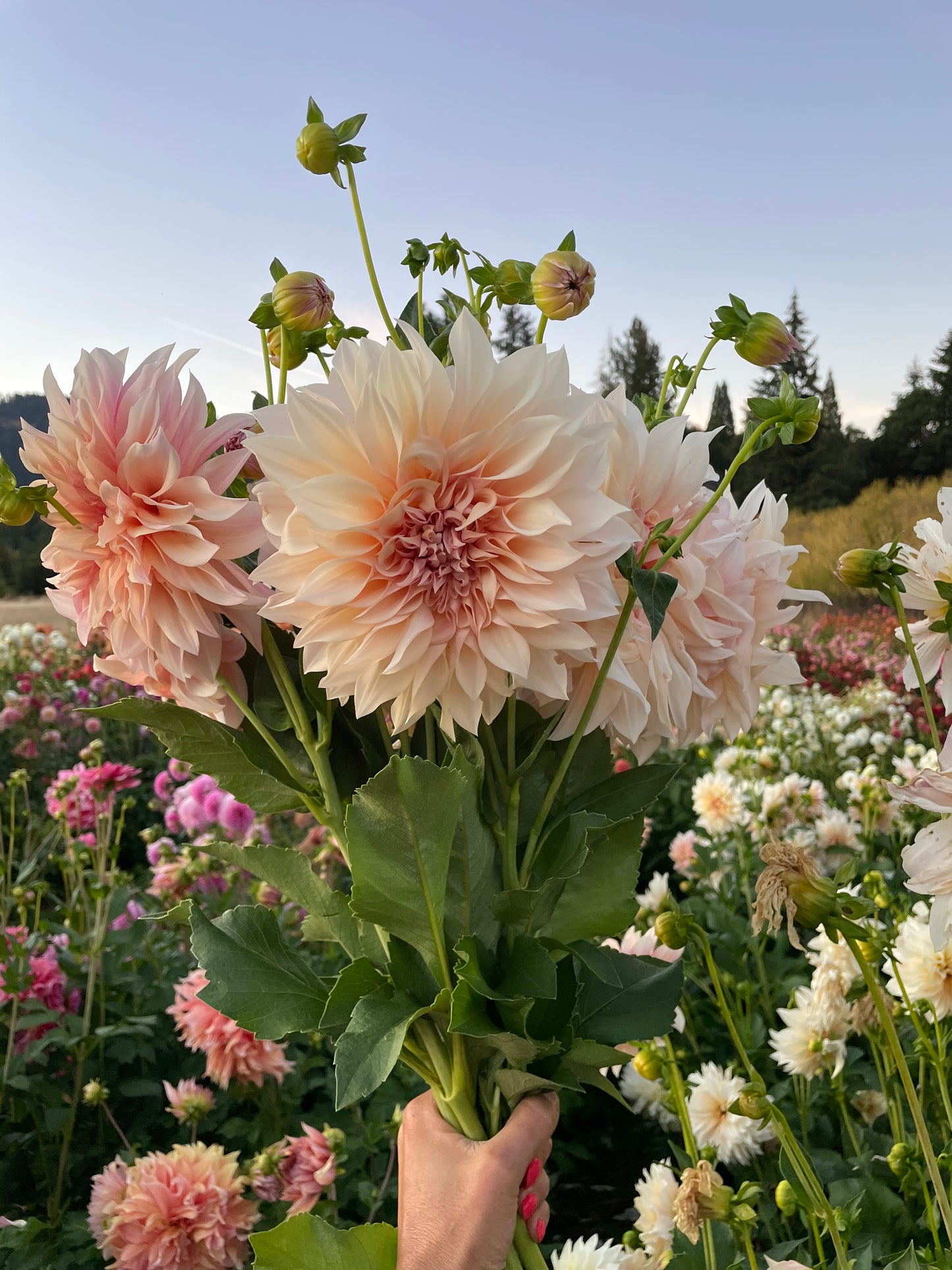Cafe au Lait Dahlia Tuber
