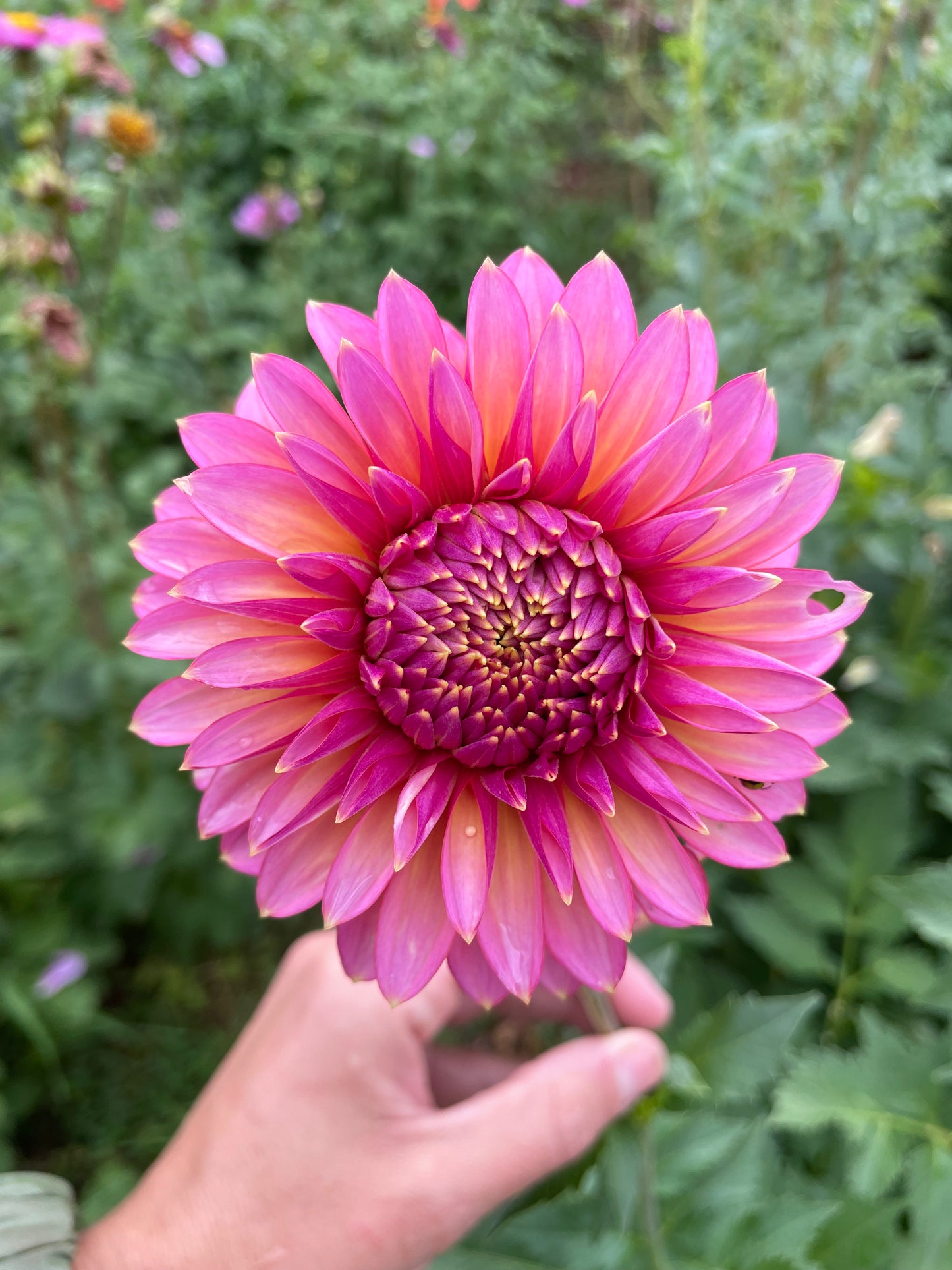 Bloomquist Mojo Dahlia Tuber