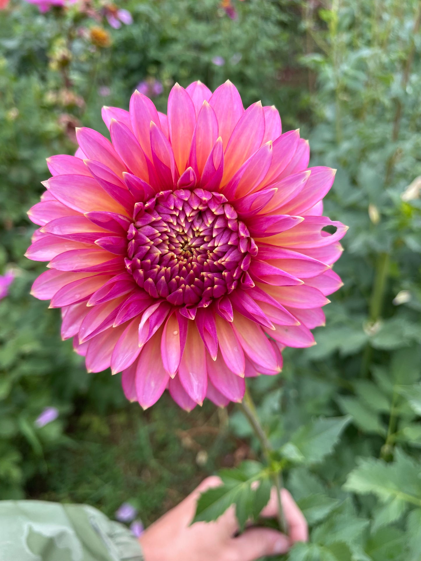 Bloomquist Mojo Dahlia Tuber