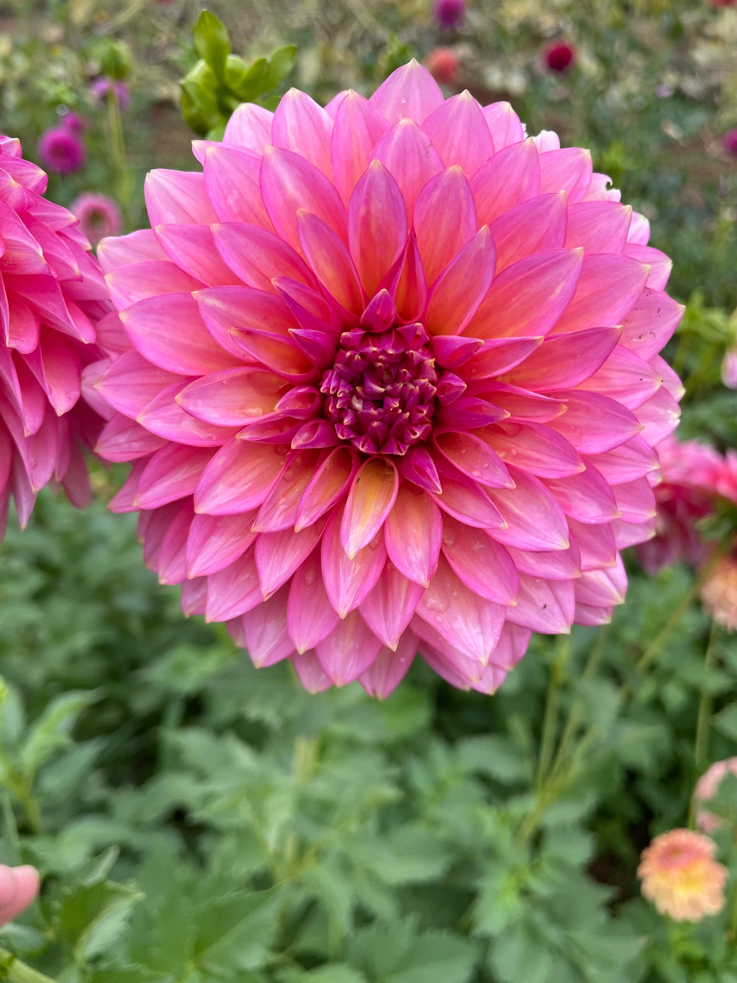 Bloomquist Mojo Dahlia Tuber