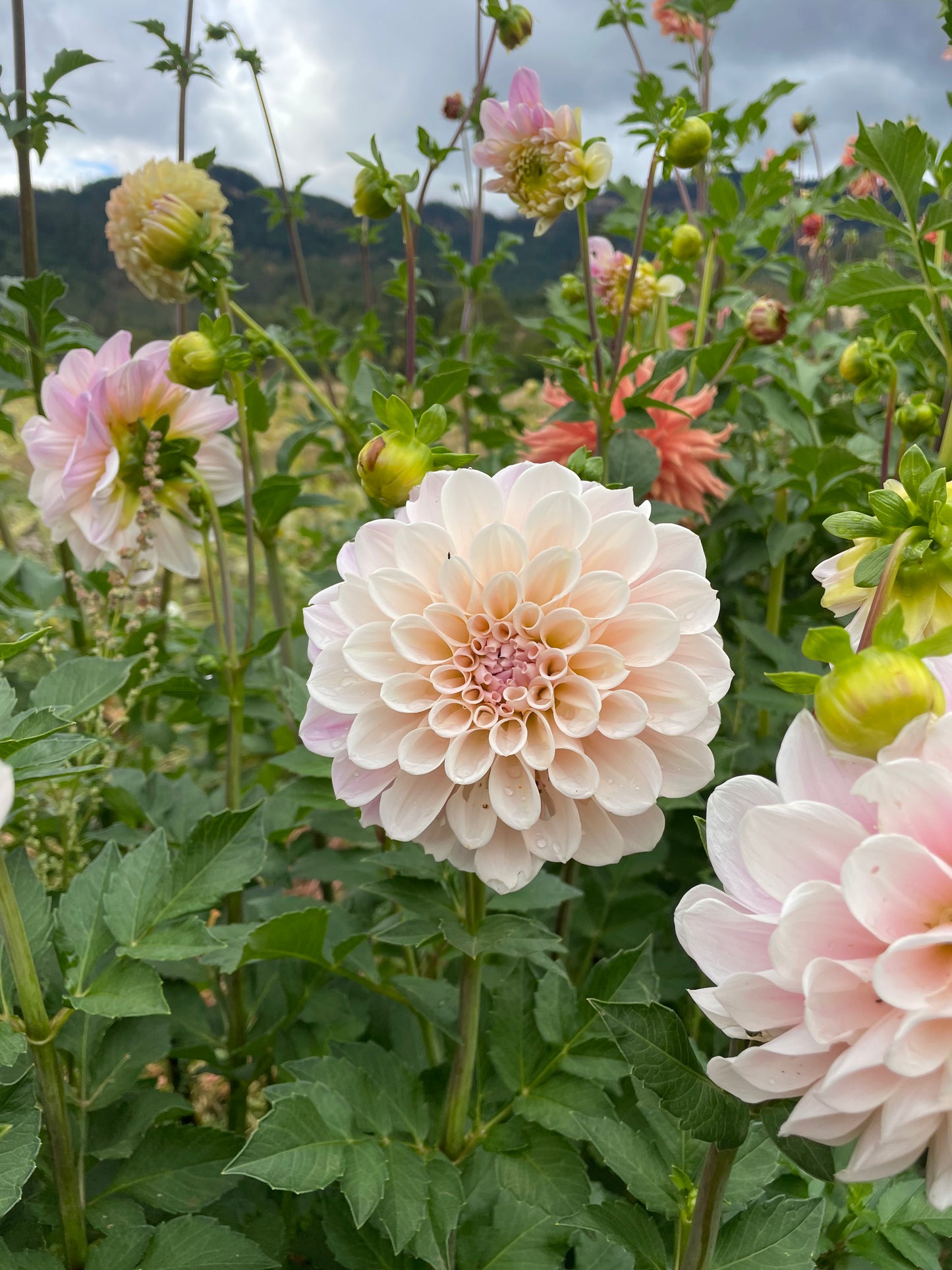 Sweet Nathalie Dahlia Tuber