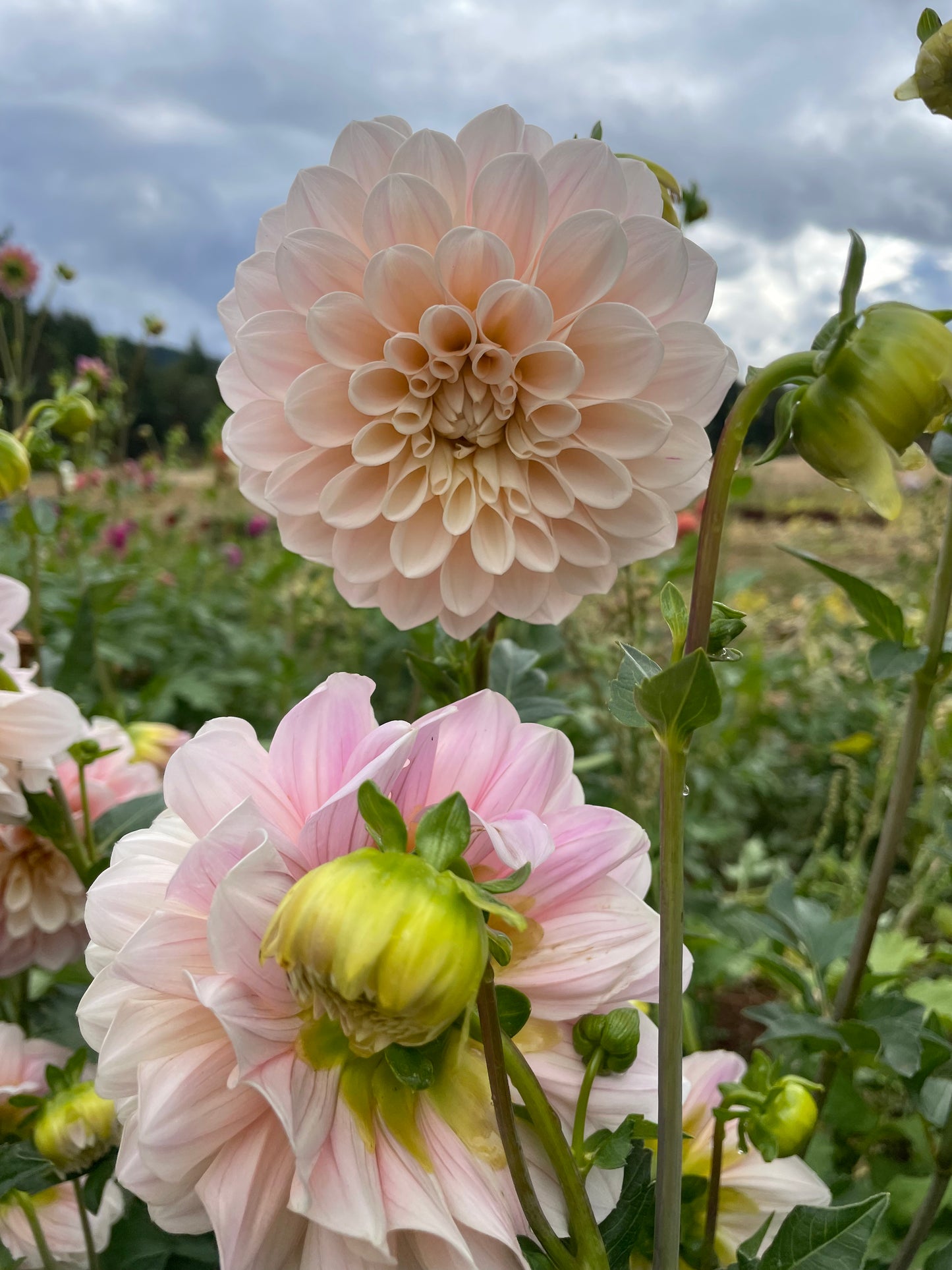 Sweet Nathalie Dahlia Tuber