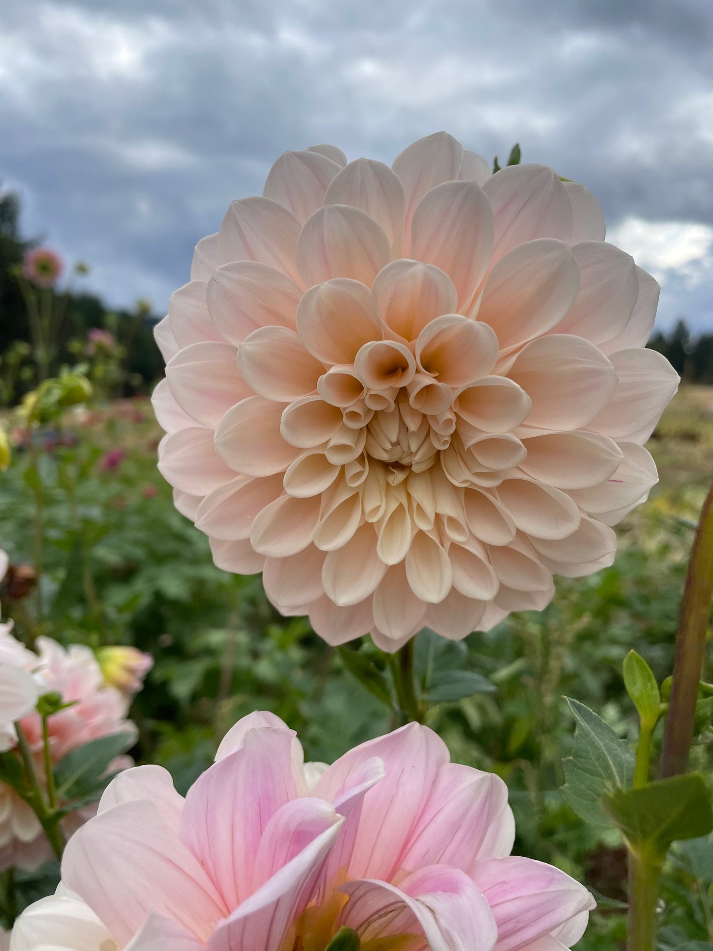 Sweet Nathalie Dahlia Tuber