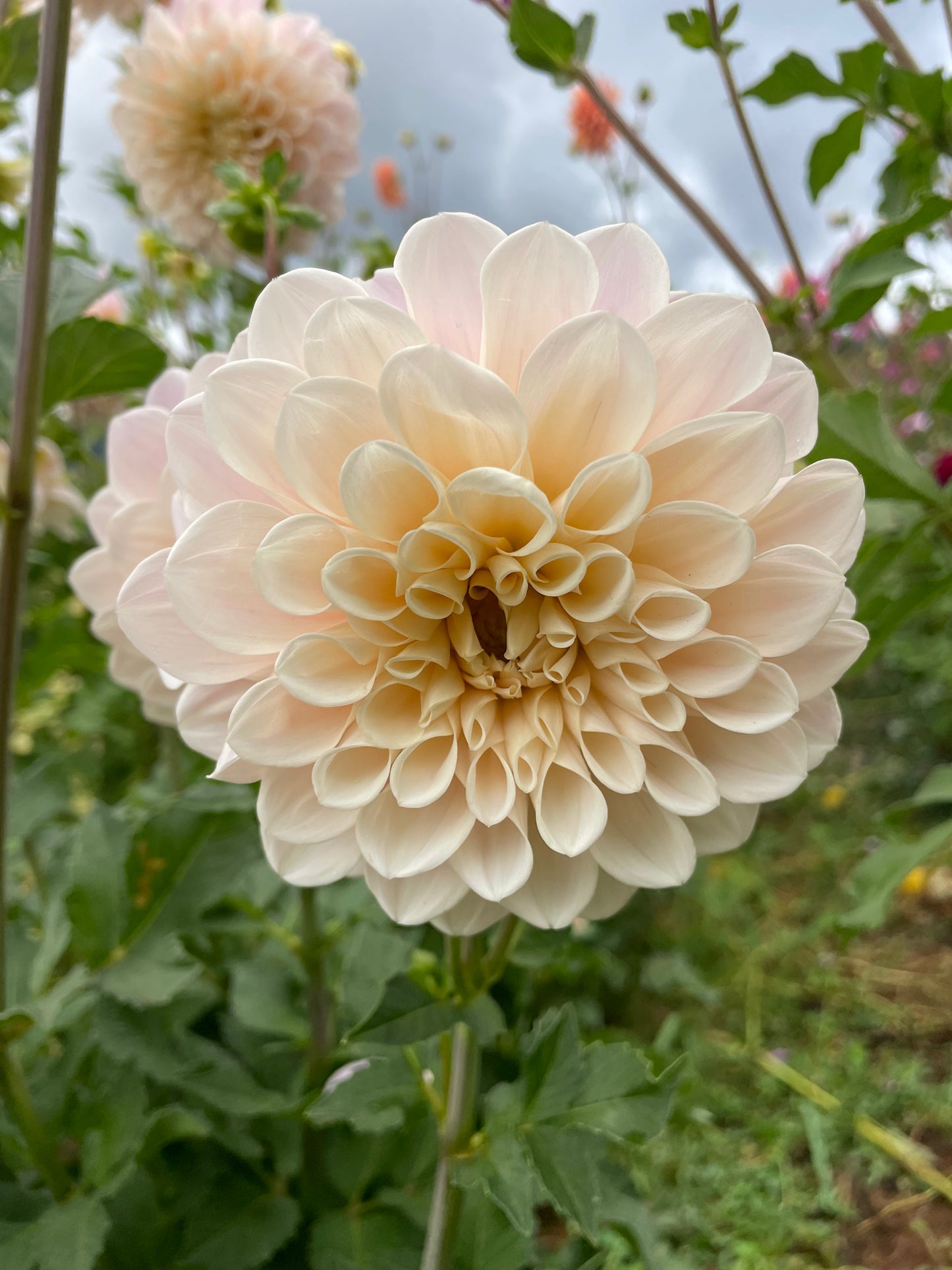 Sweet Nathalie Dahlia Tuber