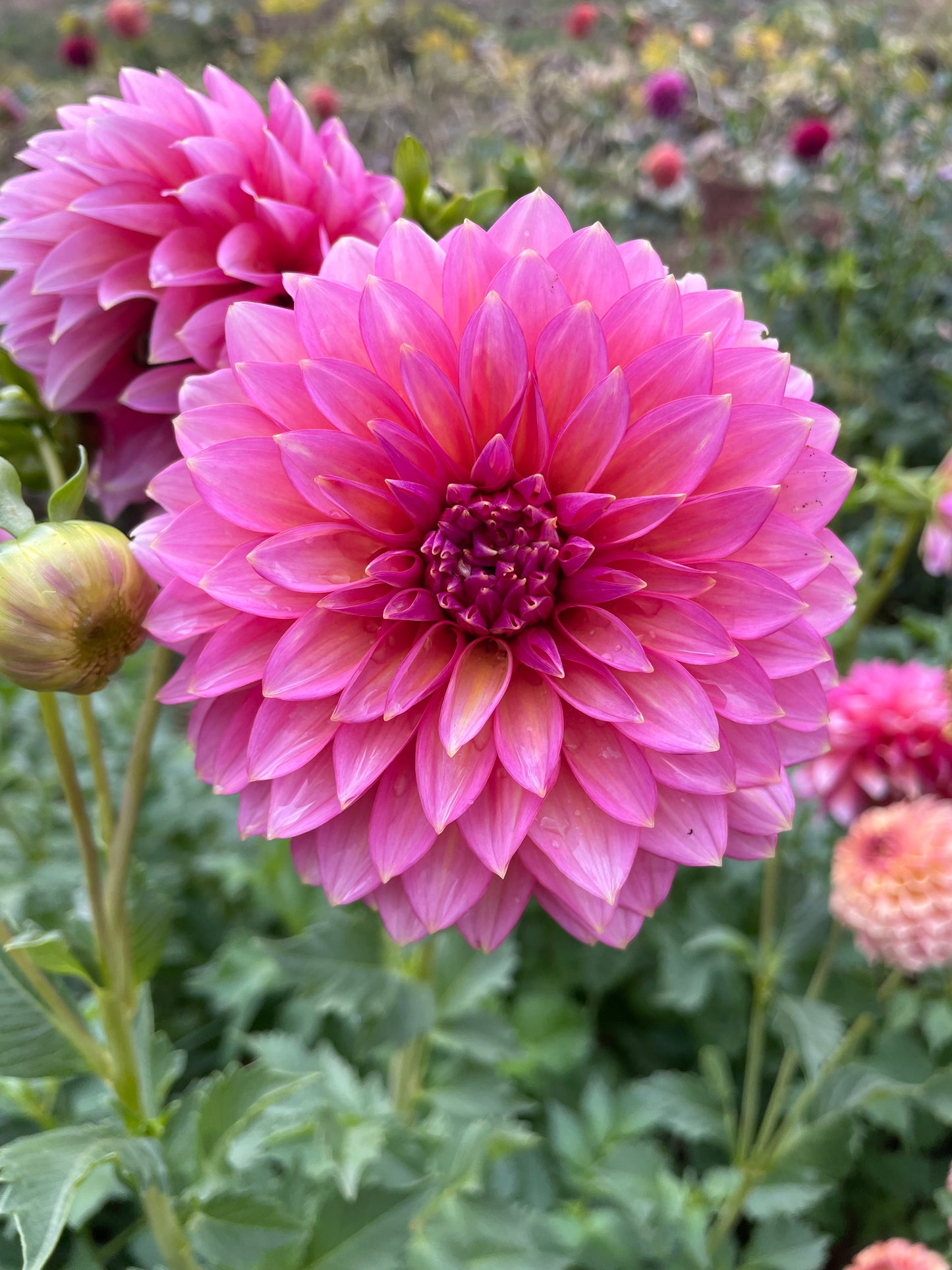 Bloomquist Mojo Dahlia Tuber