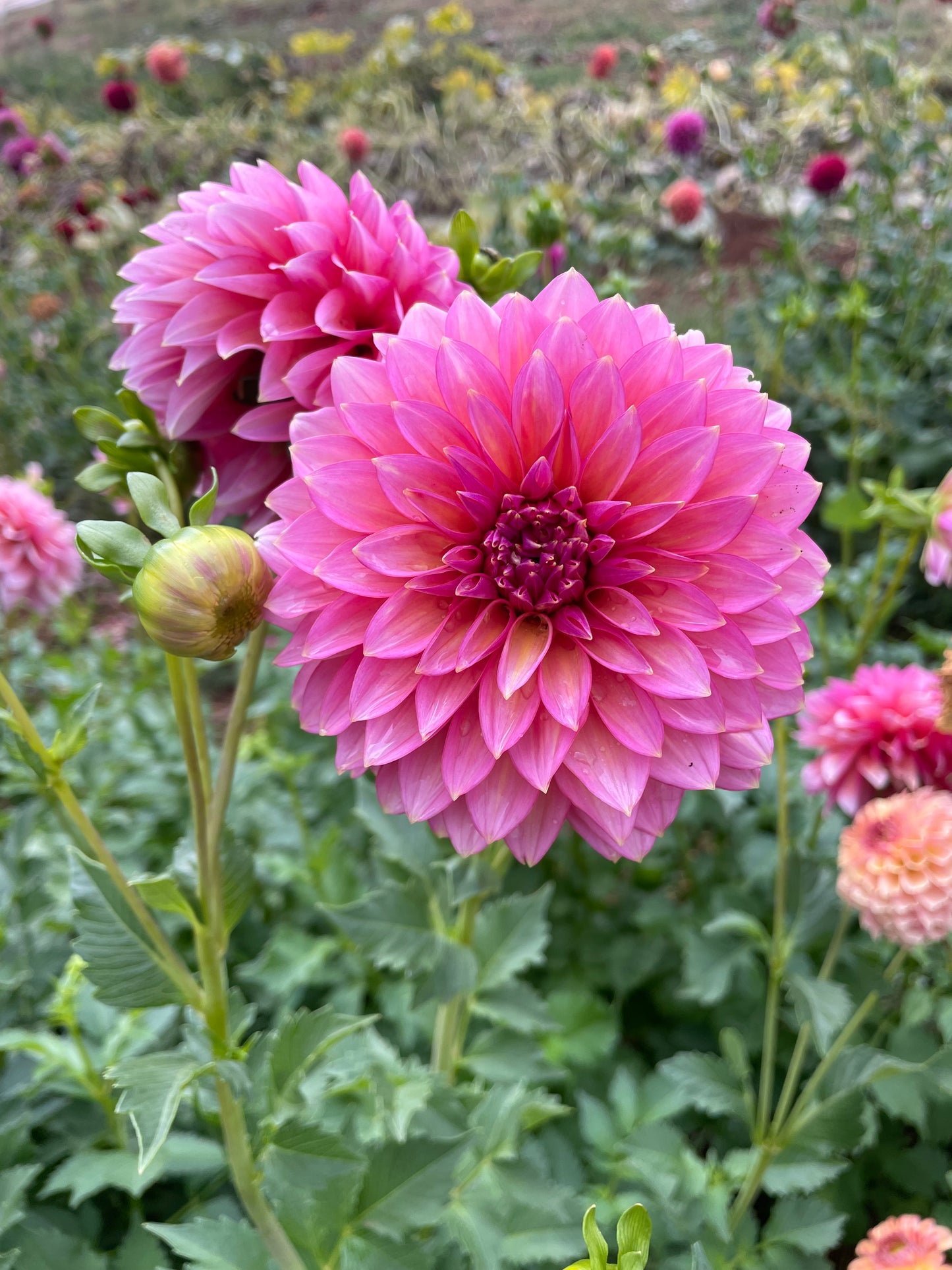 Bloomquist Mojo Dahlia Tuber
