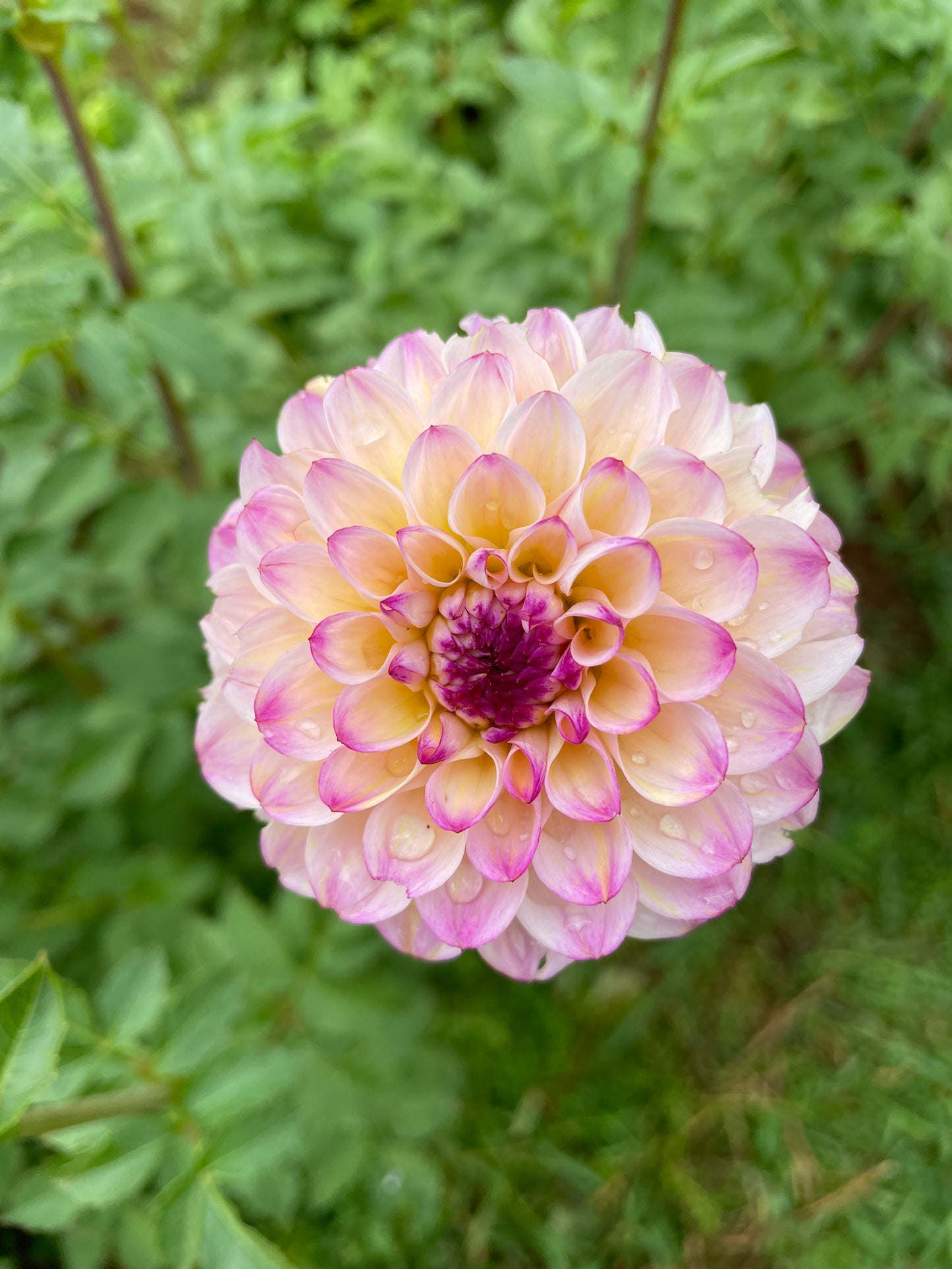 Wine Eyed Jill Dahlia Tuber