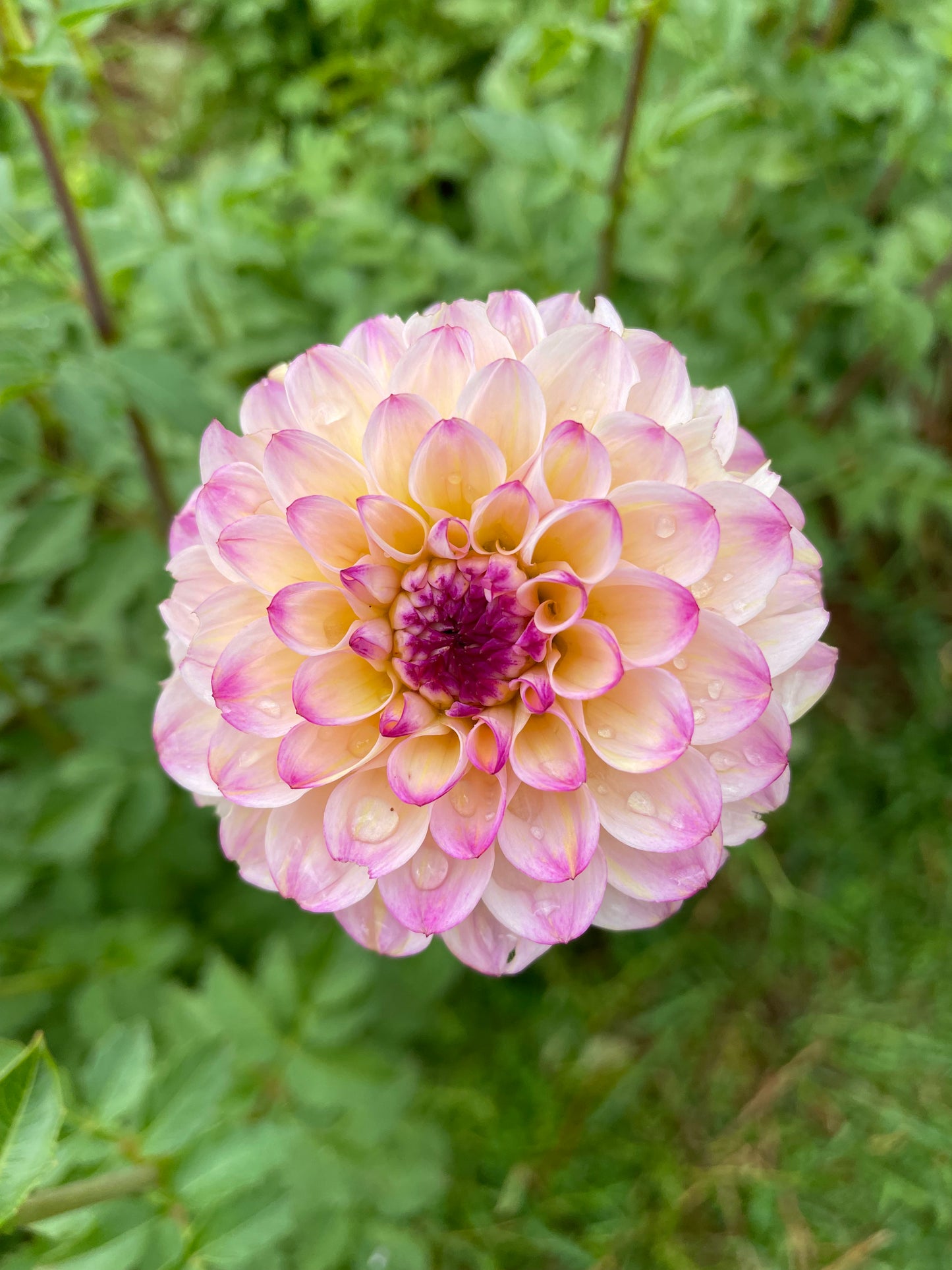 Wine Eyed Jill Dahlia Tuber