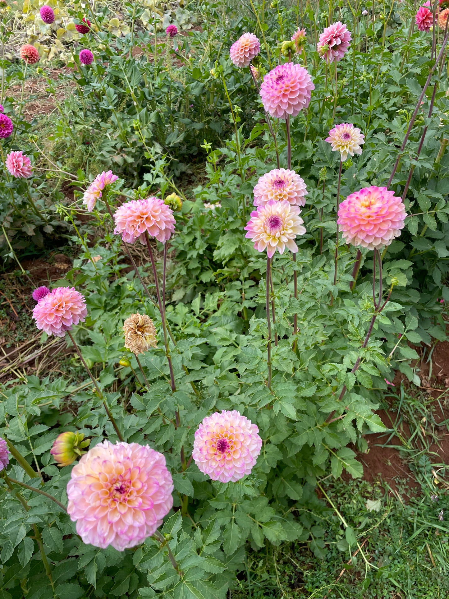 Wine Eyed Jill Dahlia Tuber
