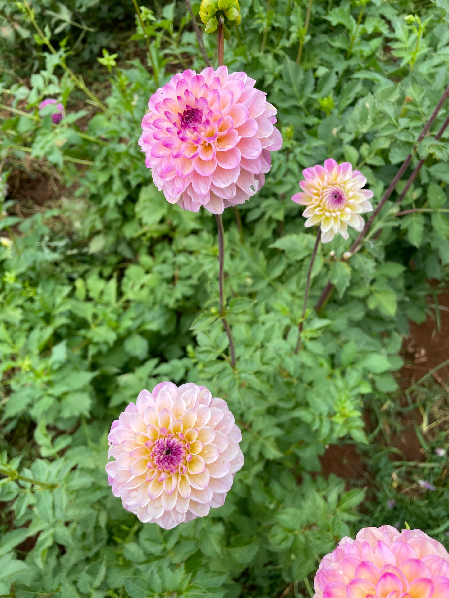 Wine Eyed Jill Dahlia Tuber