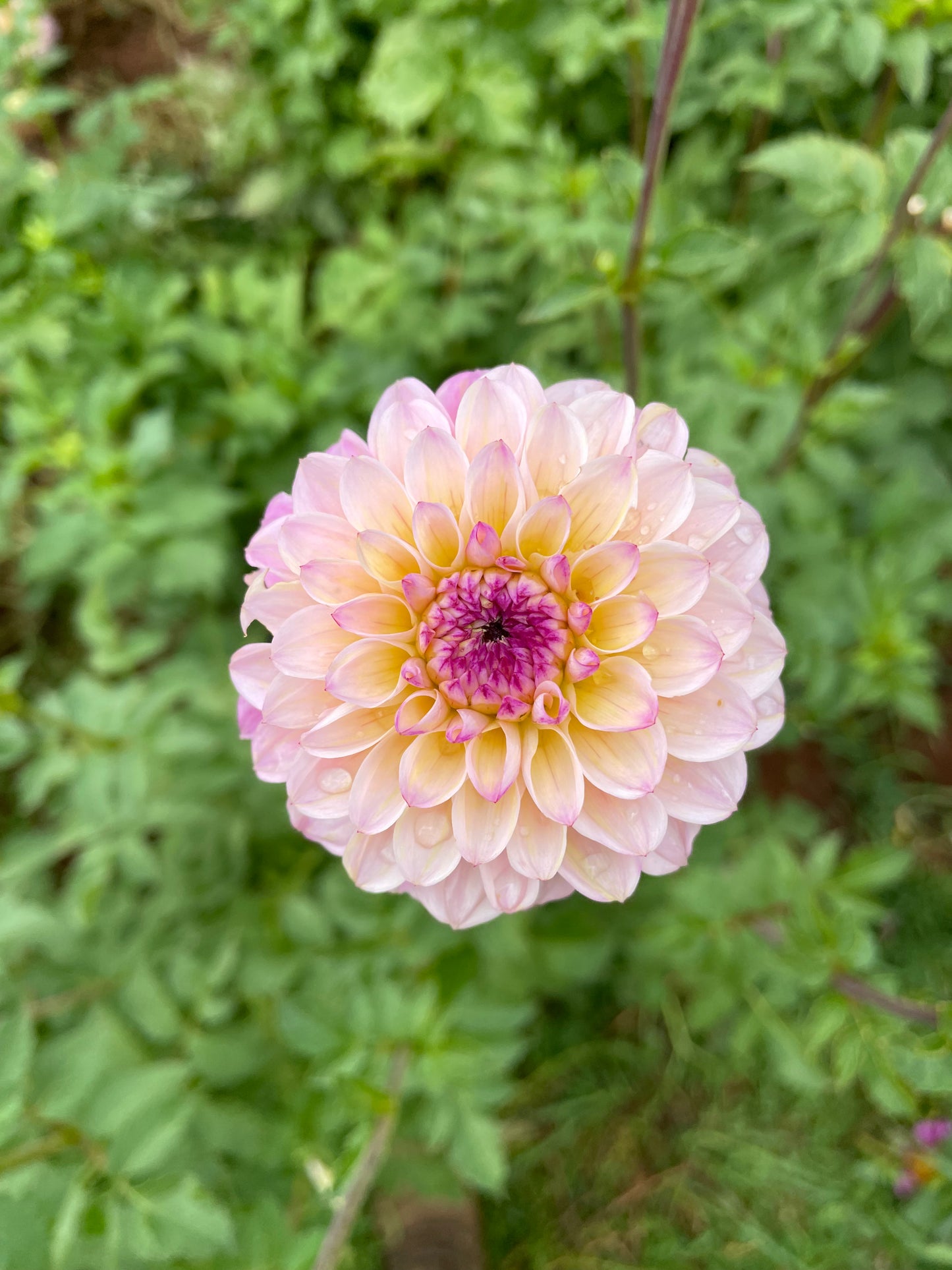 Wine Eyed Jill Dahlia Tuber