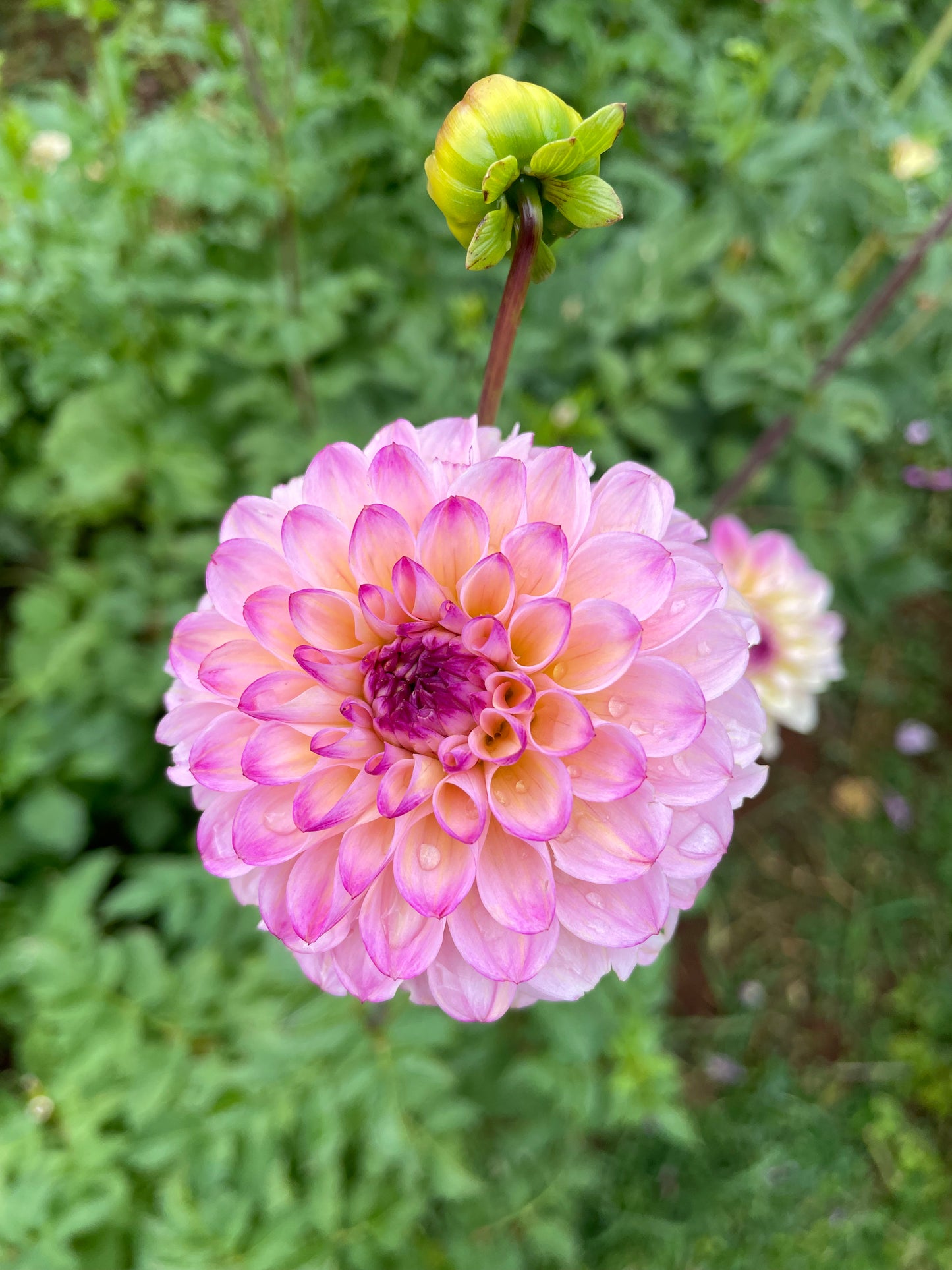 Wine Eyed Jill Dahlia Tuber
