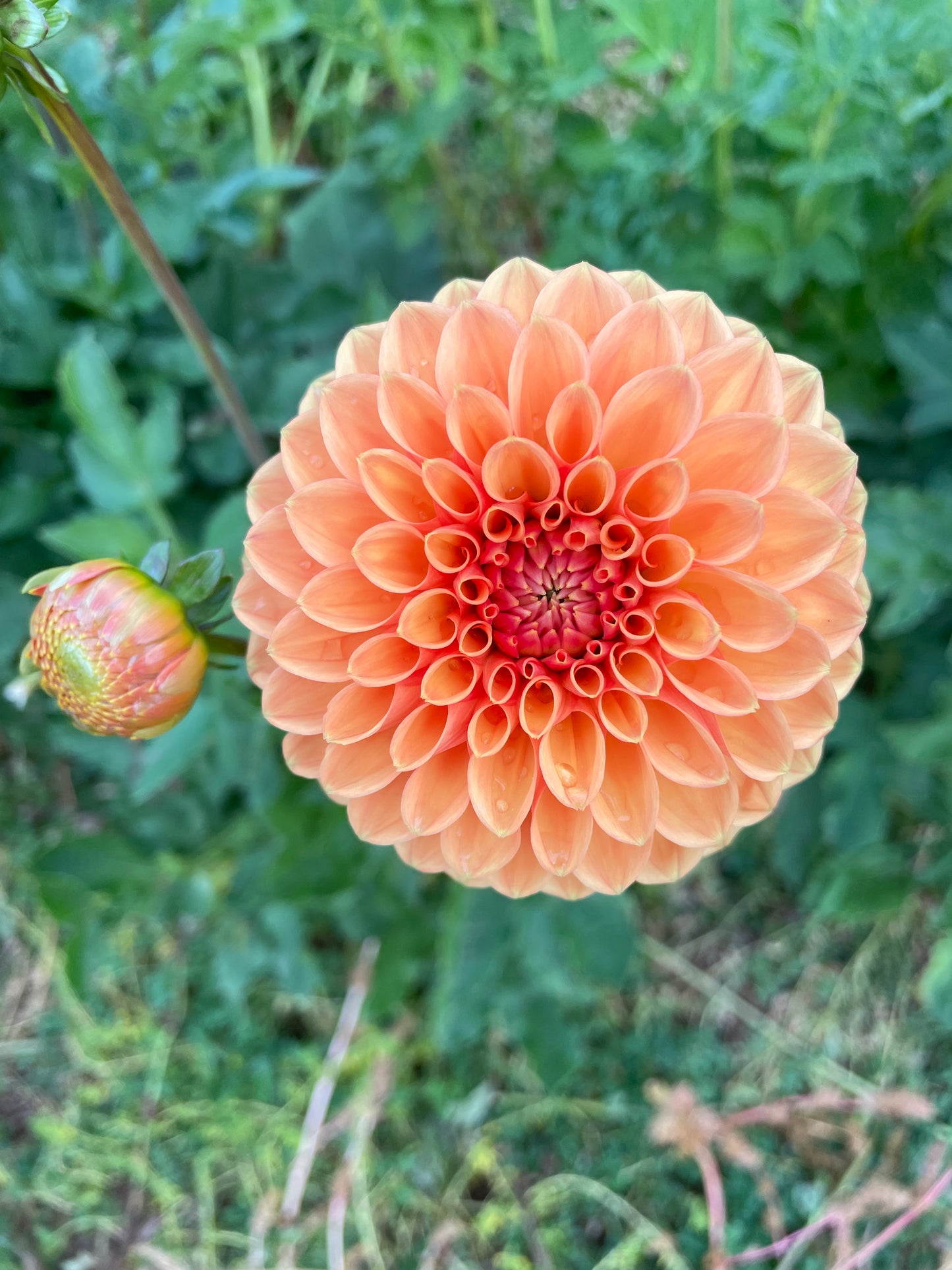 Sylvia/Maarn Dahlia Tuber