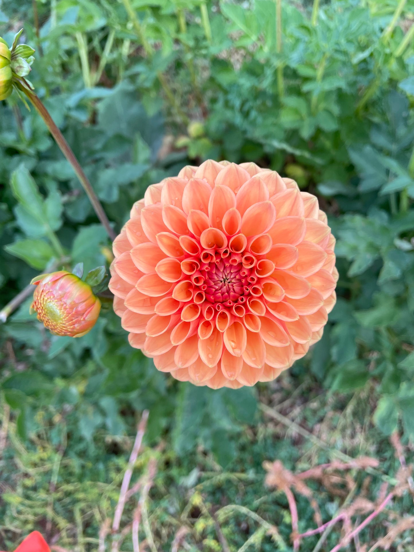 Sylvia/Maarn Dahlia Tuber
