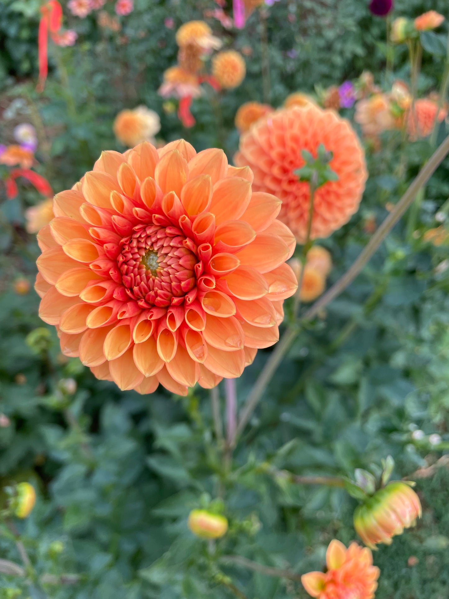 Sylvia/Maarn Dahlia Tuber
