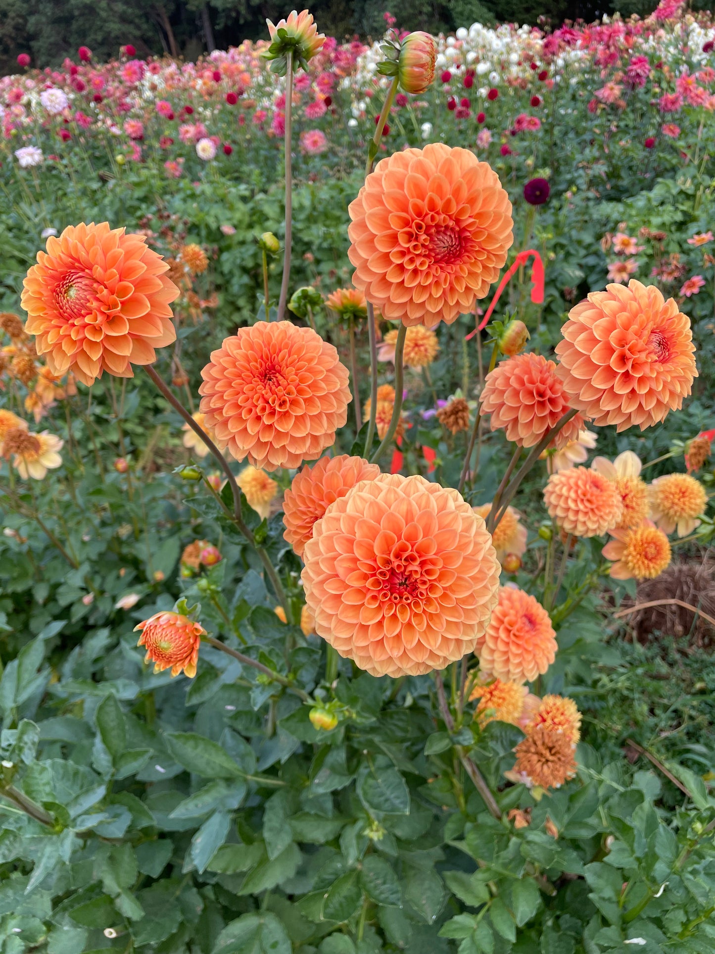 Sylvia/Maarn Dahlia Tuber