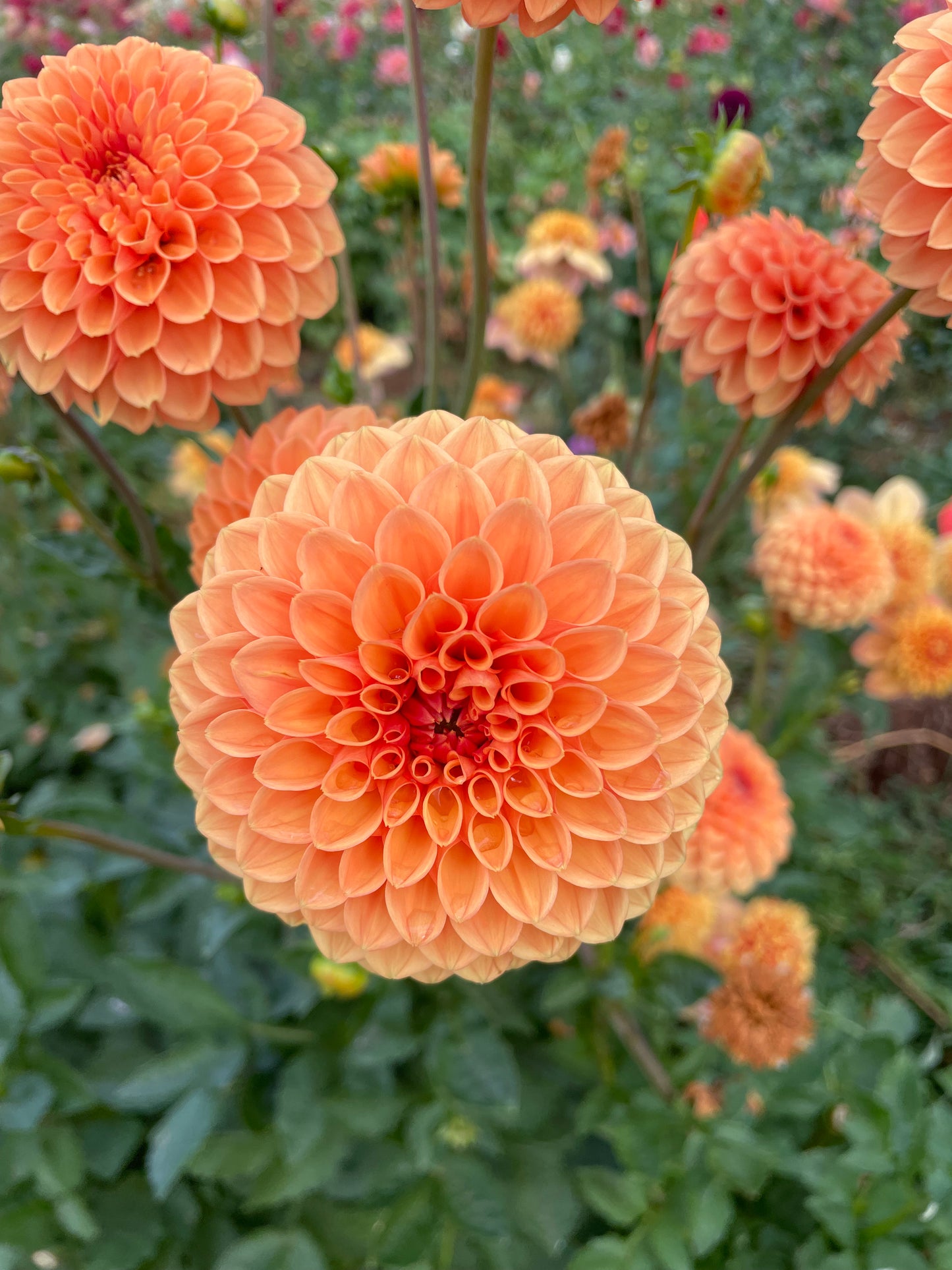 Sylvia/Maarn Dahlia Tuber