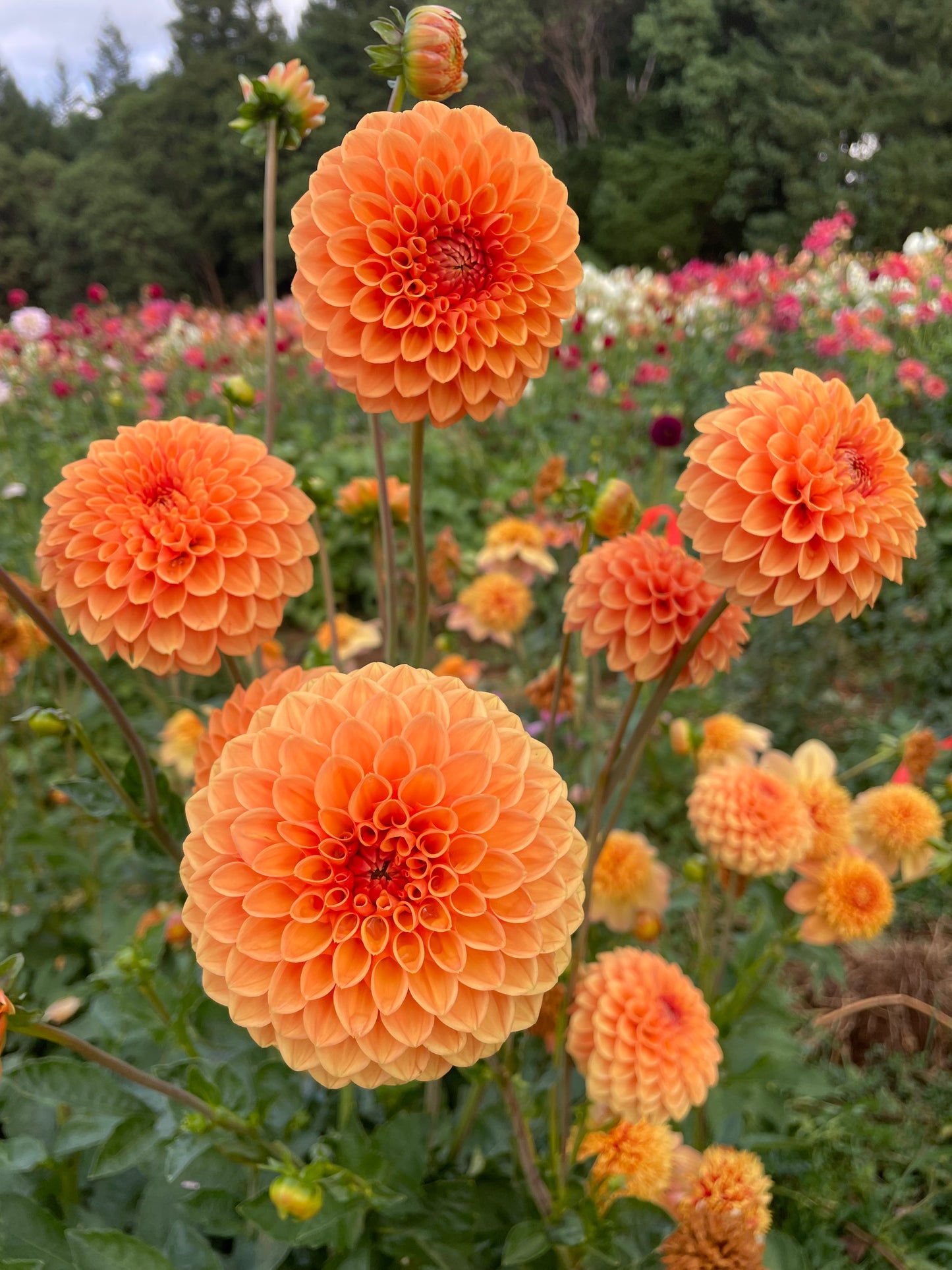 Sylvia/Maarn Dahlia Tuber
