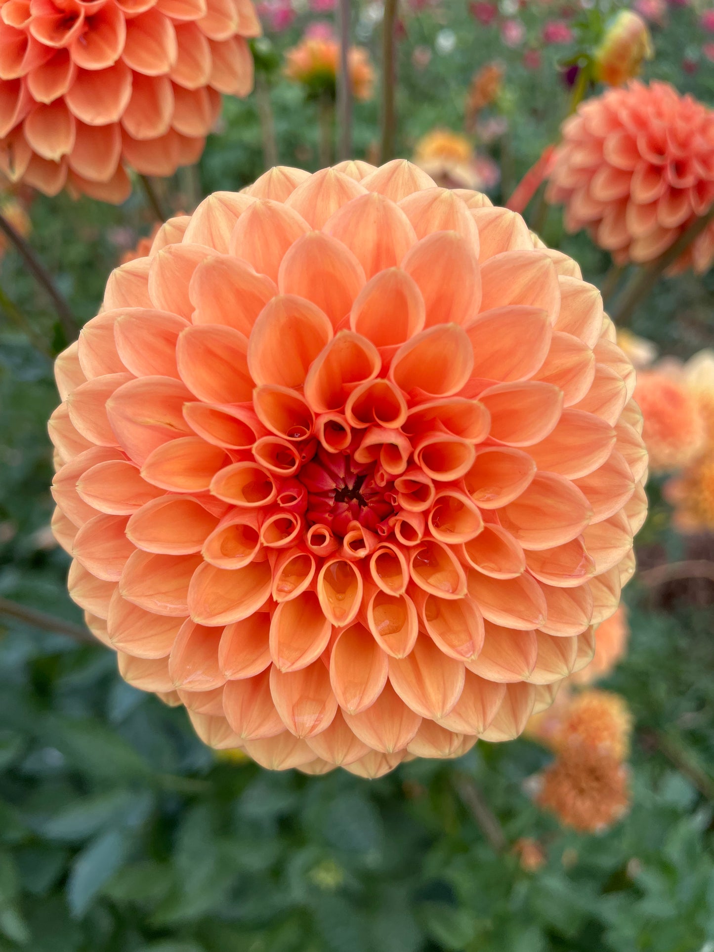Sylvia/Maarn Dahlia Tuber