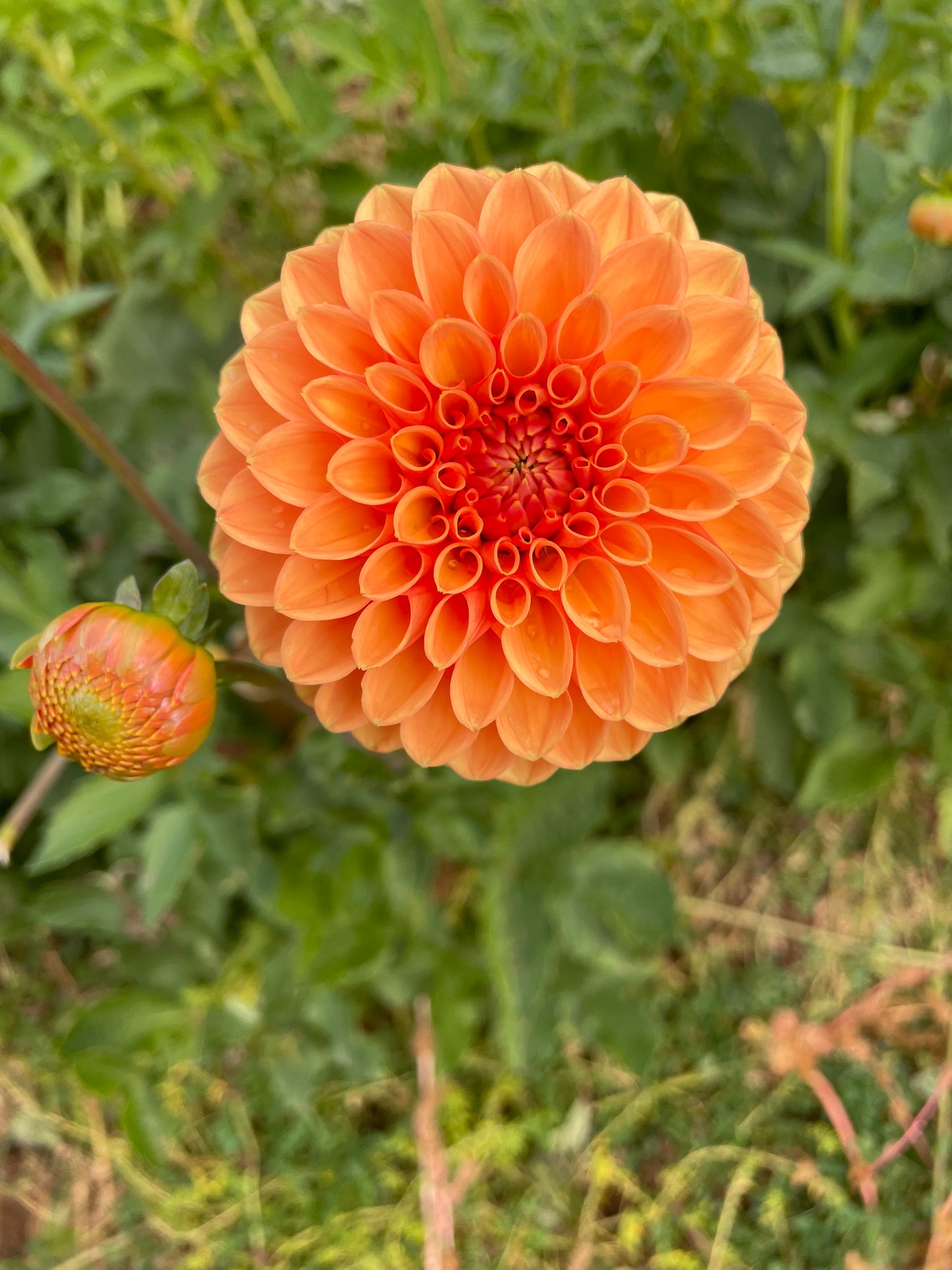 Sylvia/Maarn Dahlia Tuber