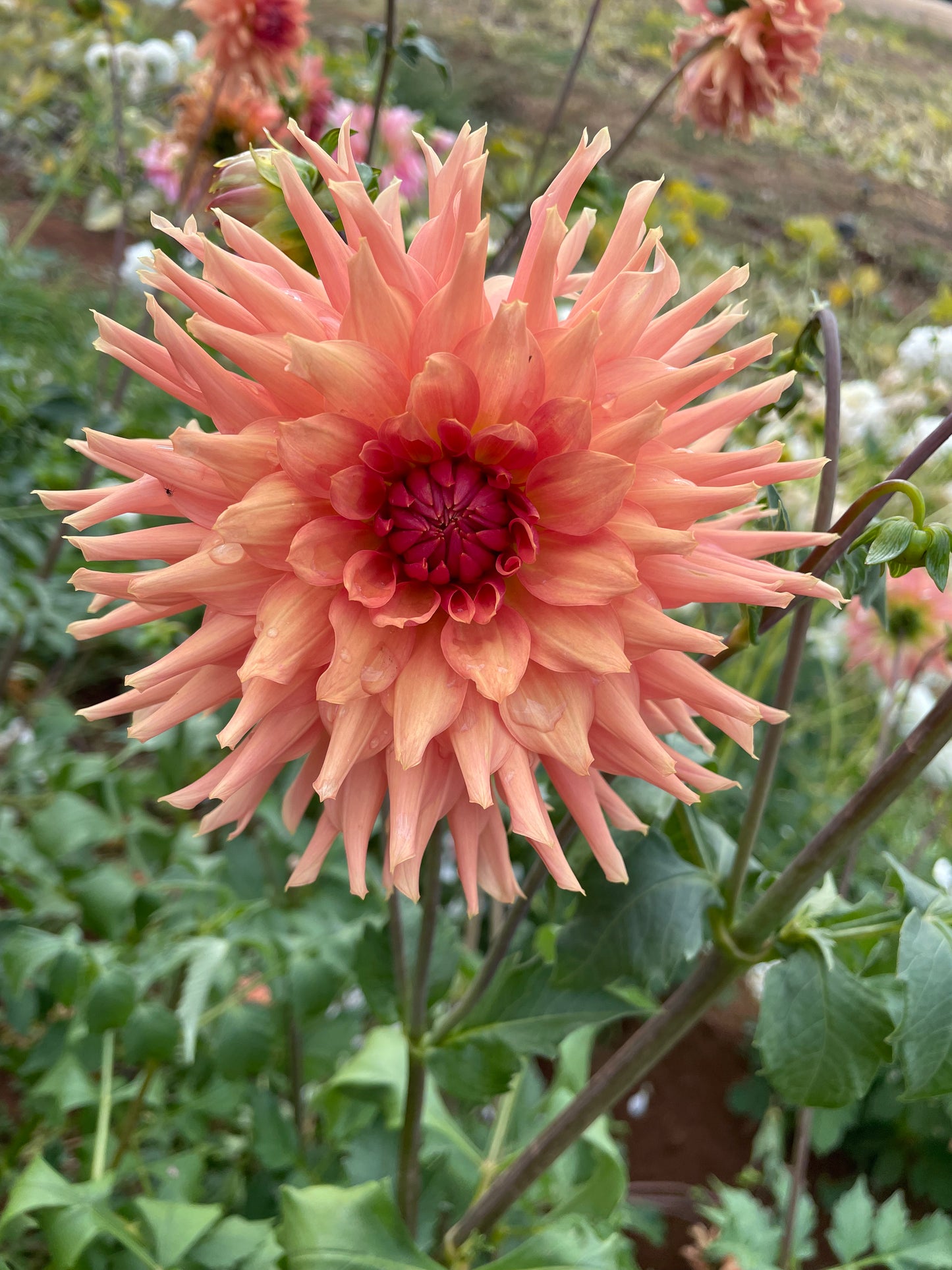 Terracotta Dahlia Tuber
