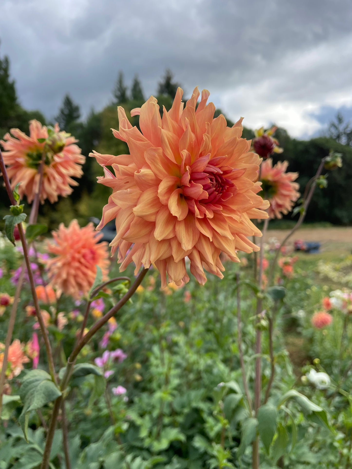 Terracotta Dahlia Tuber