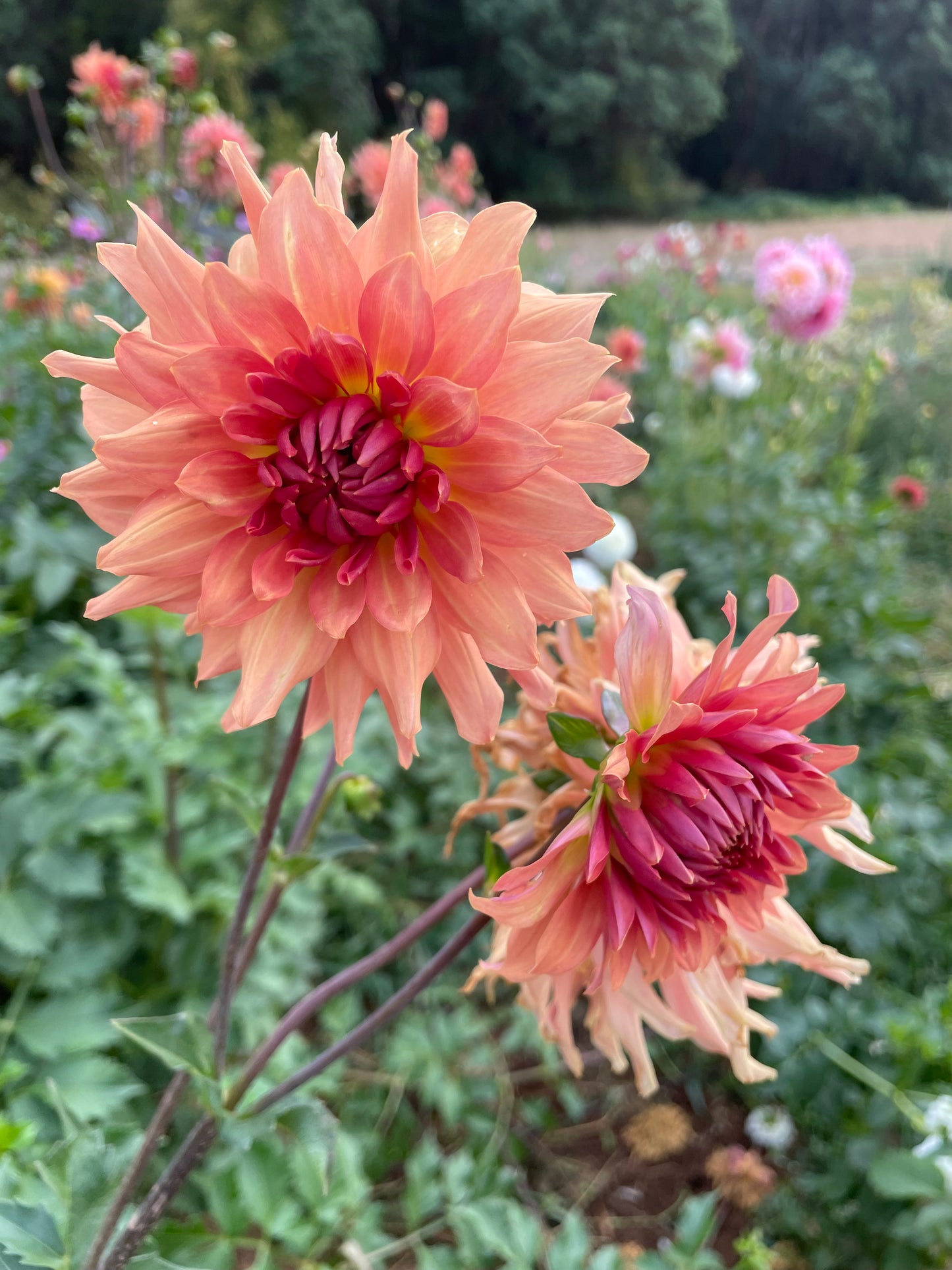 Terracotta Dahlia Tuber