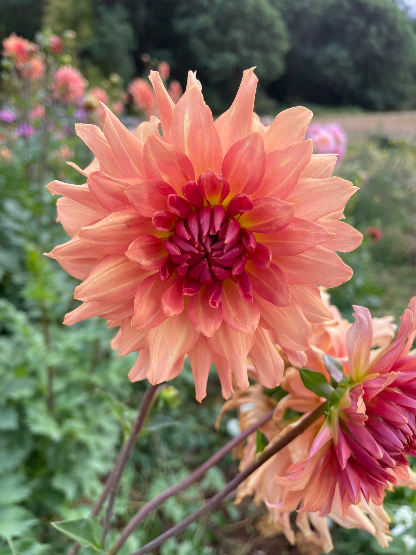Terracotta Dahlia Tuber