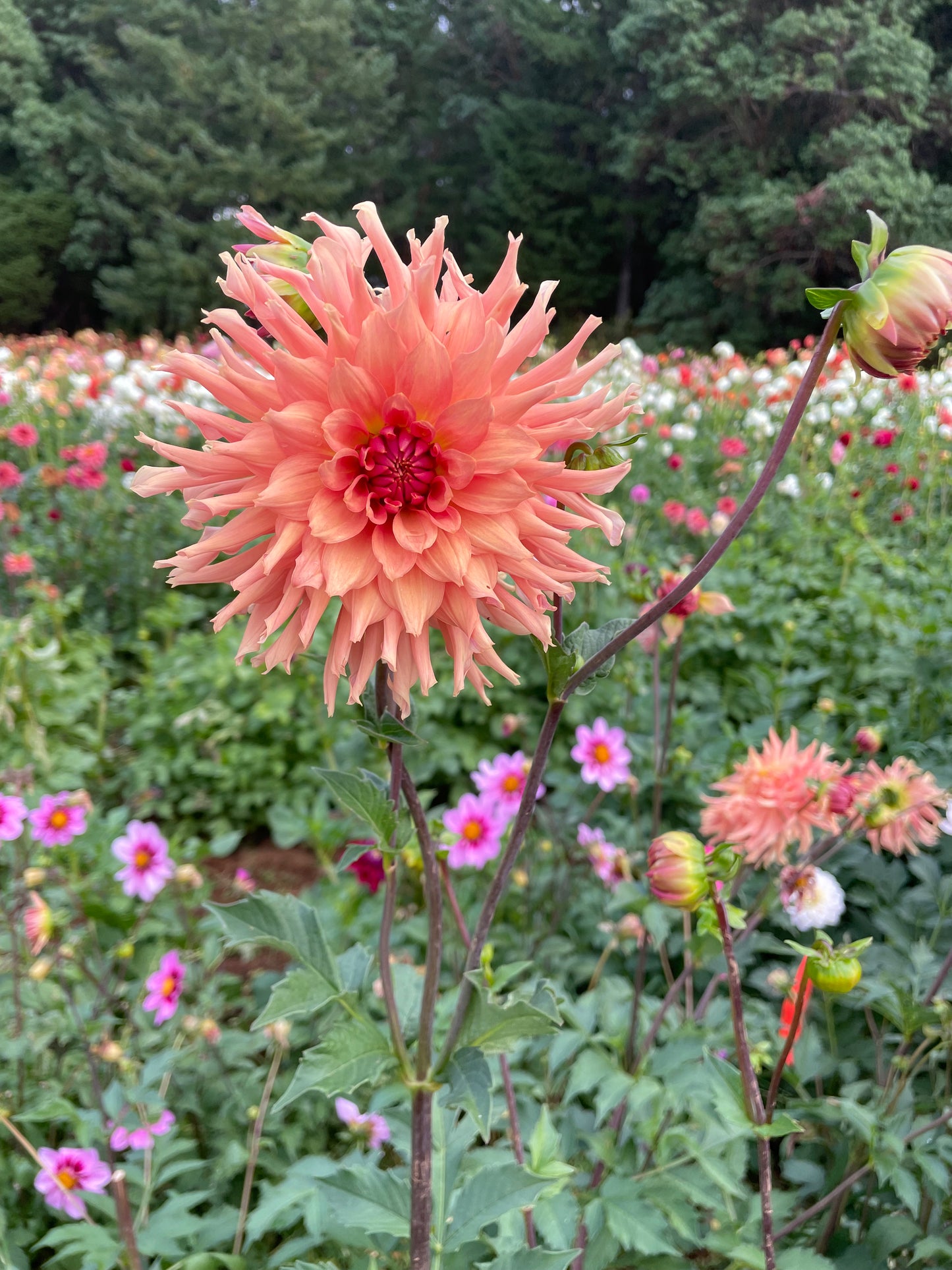 Terracotta Dahlia Tuber