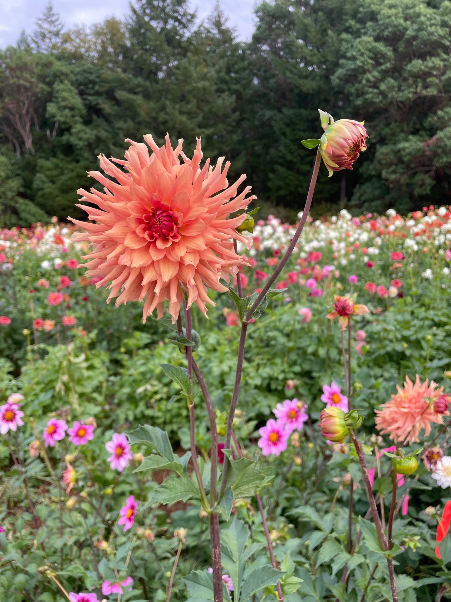 Terracotta Dahlia Tuber